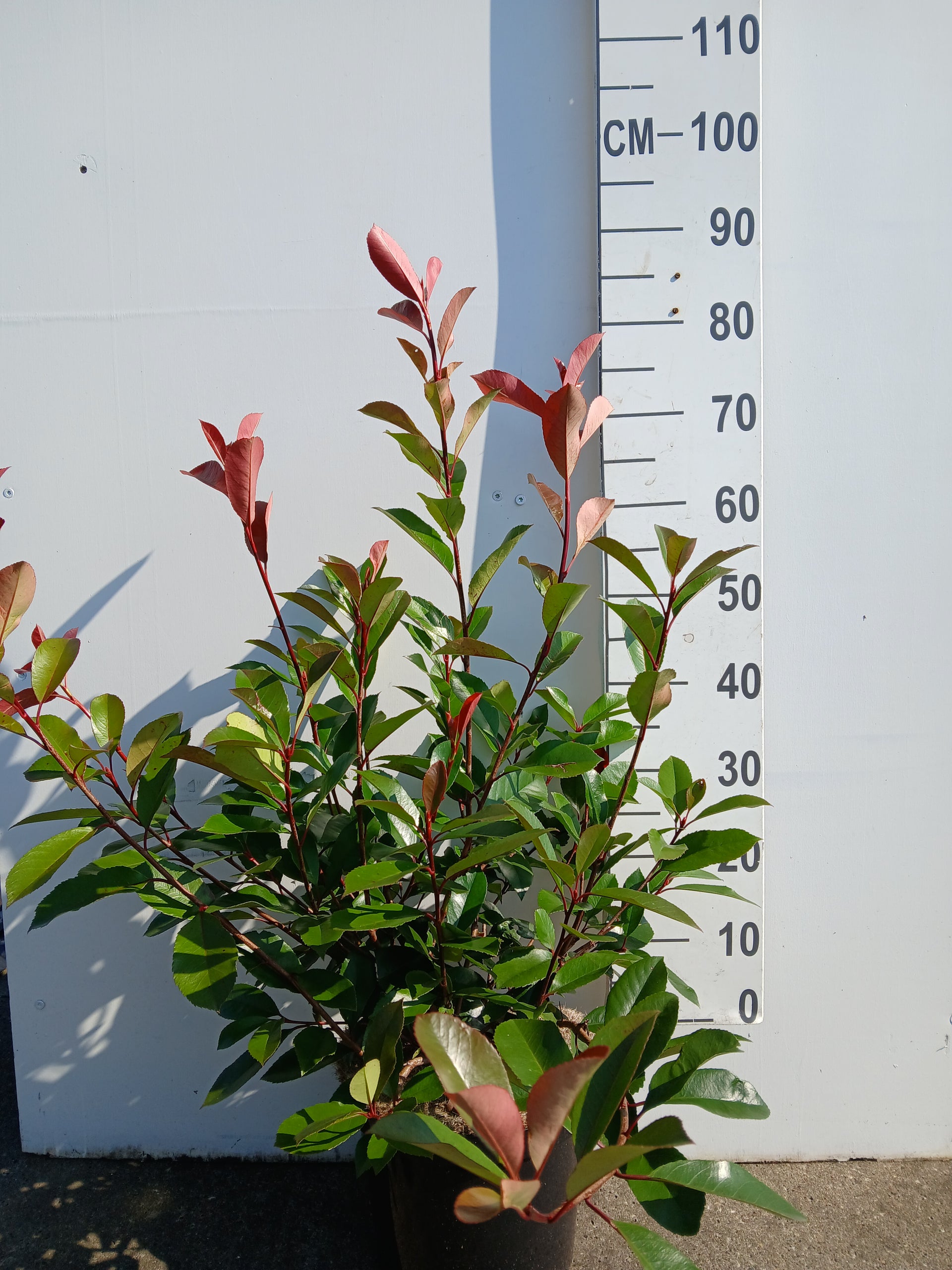 Glansmispel in pot- Photinia fraseri 'Red Robin' – Kwekerij van Zwol