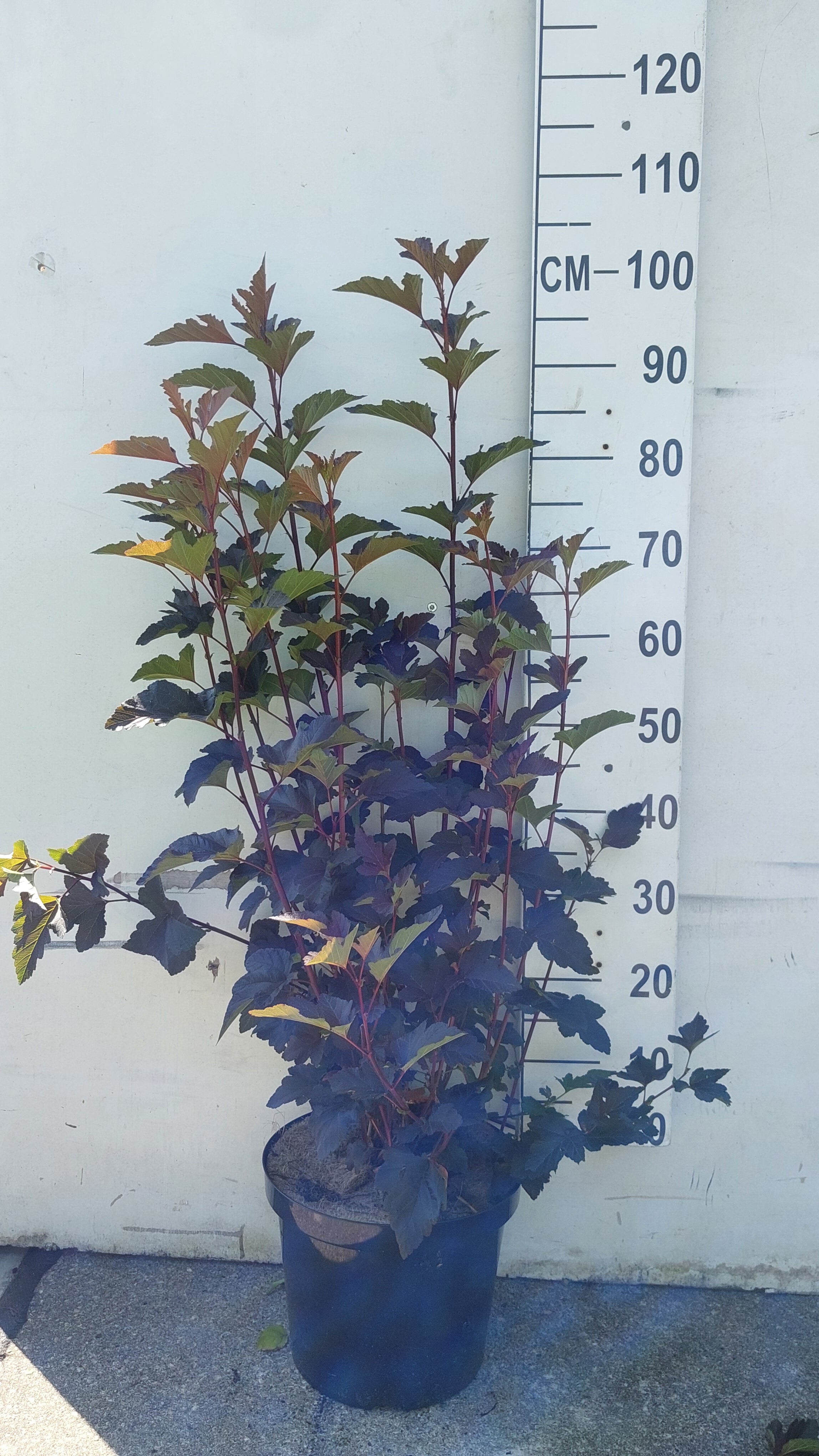 Blaasspirea in pot- Physocarpus opulifolius 'Diabolo'