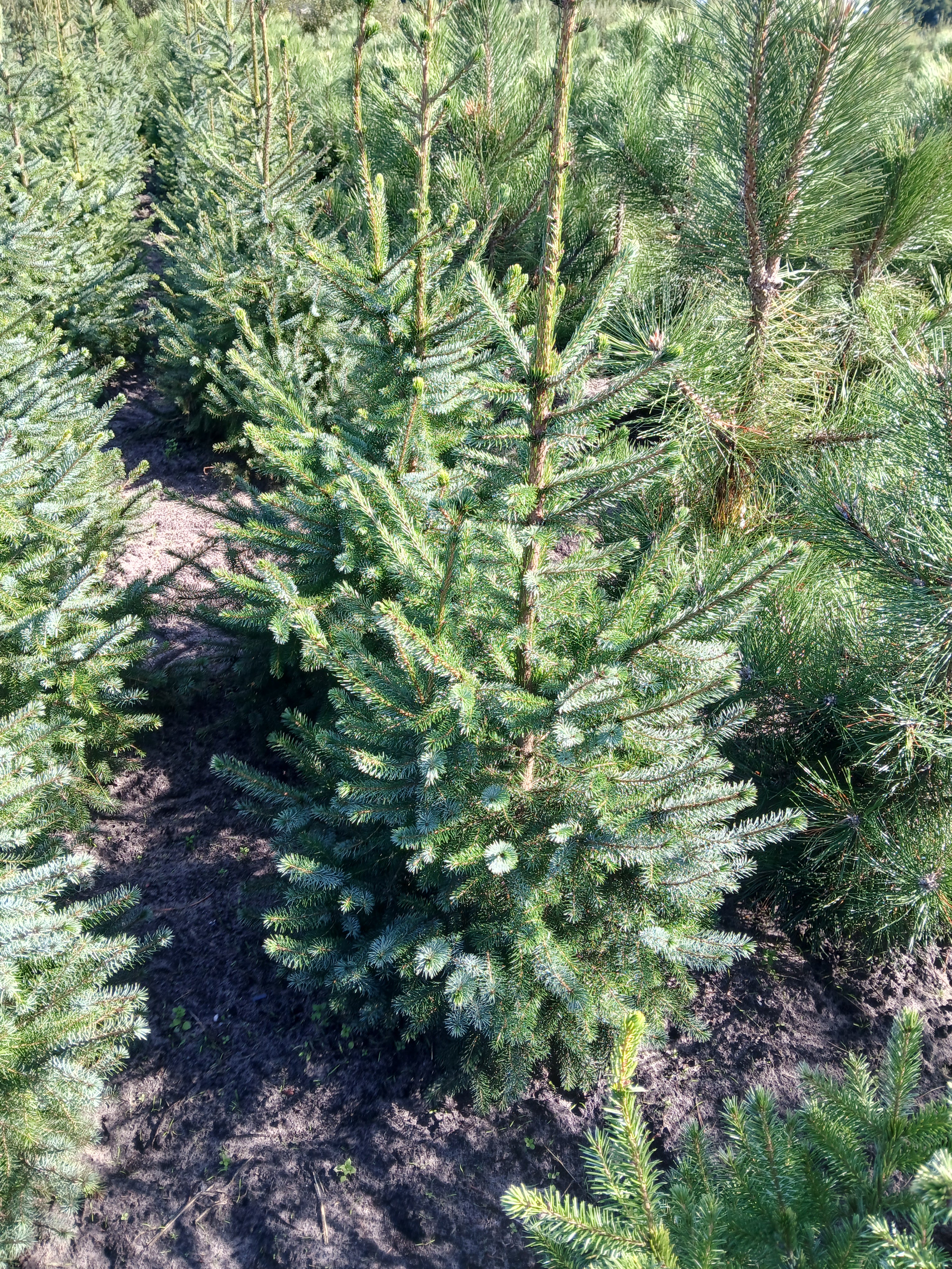 Servische spar met kluit- Picea omorika