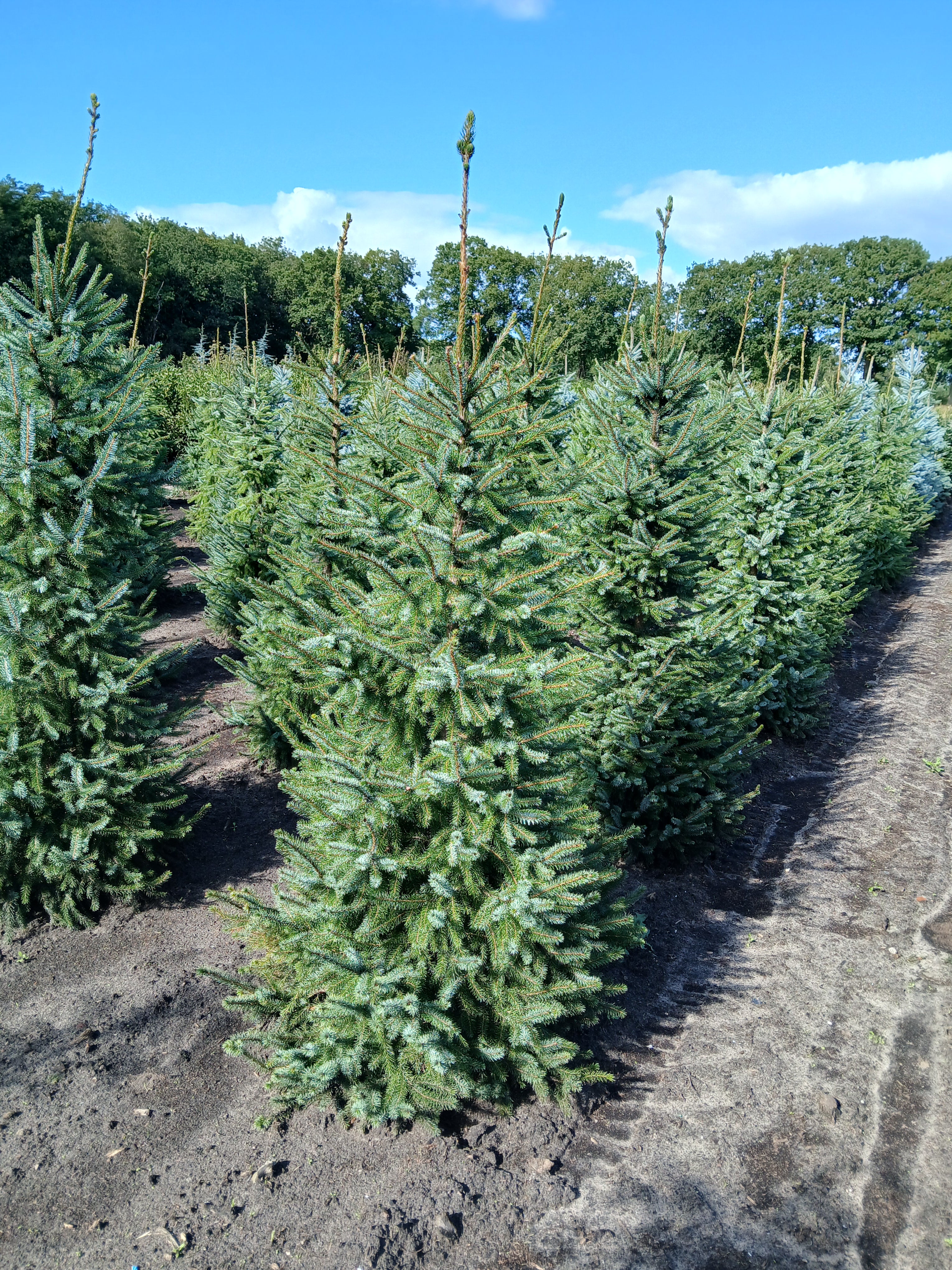 Servische spar met kluit- Picea omorika