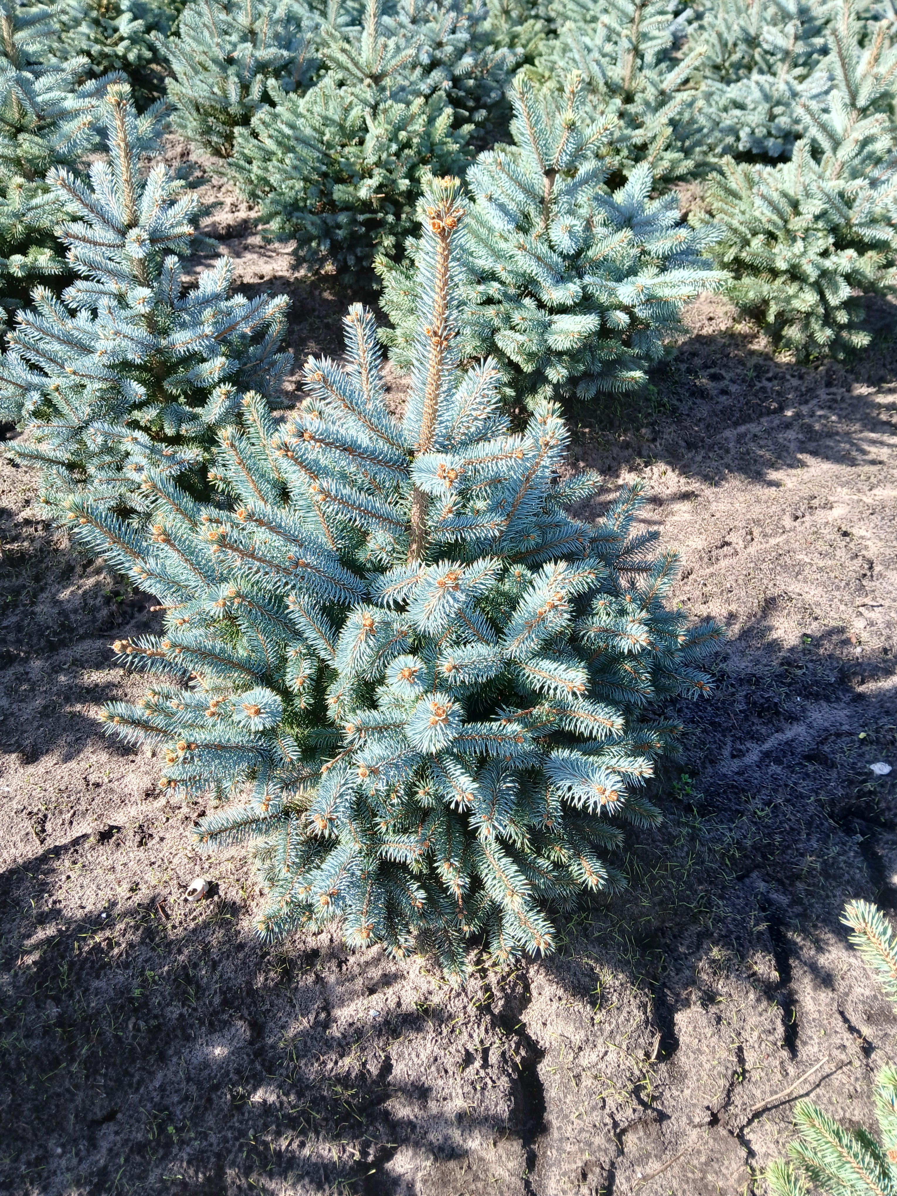 Blauwspar met kluit- Picea pungens 'Super Blue Seedling'