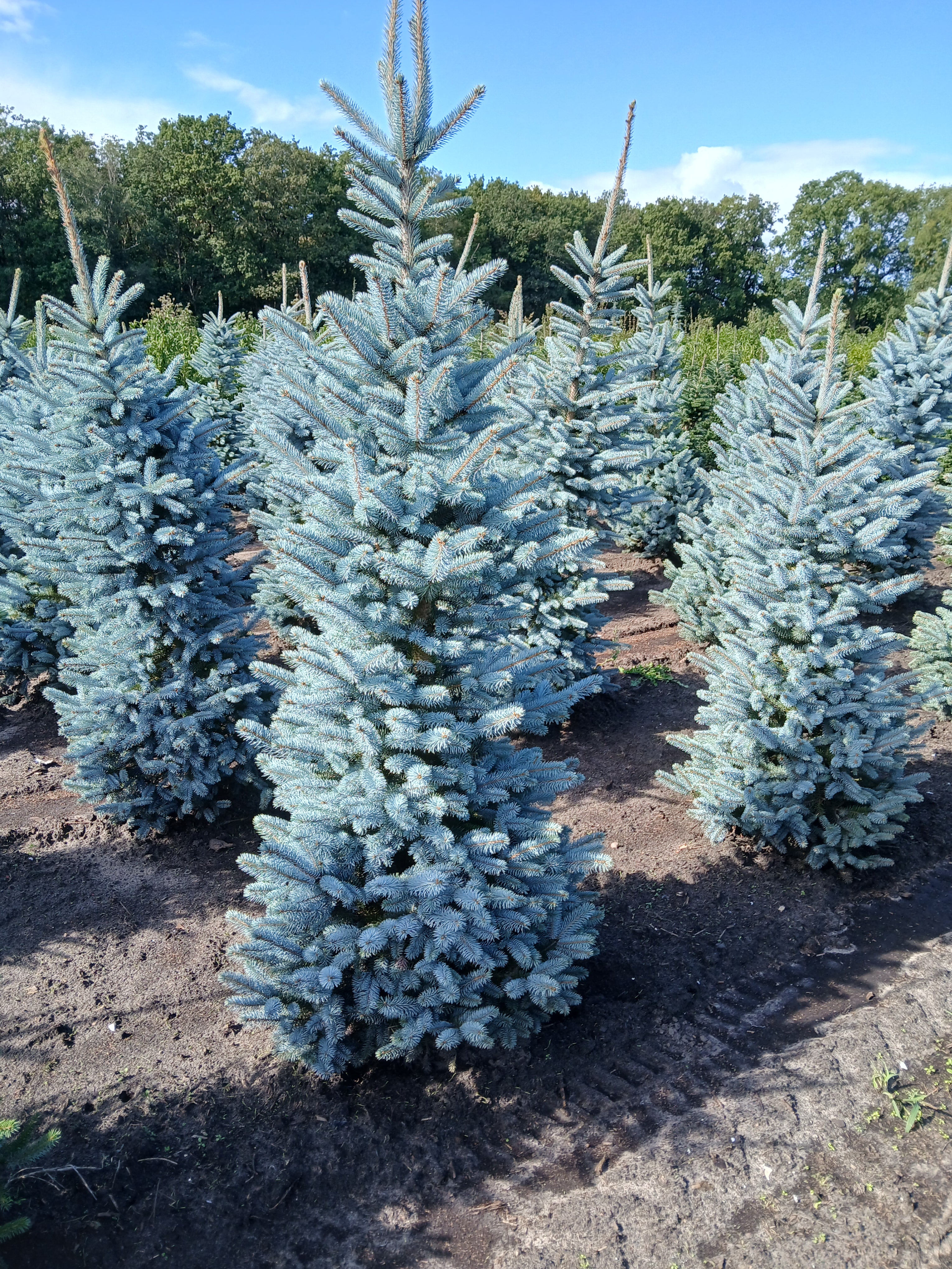 Blauwspar met kluit- Picea pungens 'Super Blue Seedling'