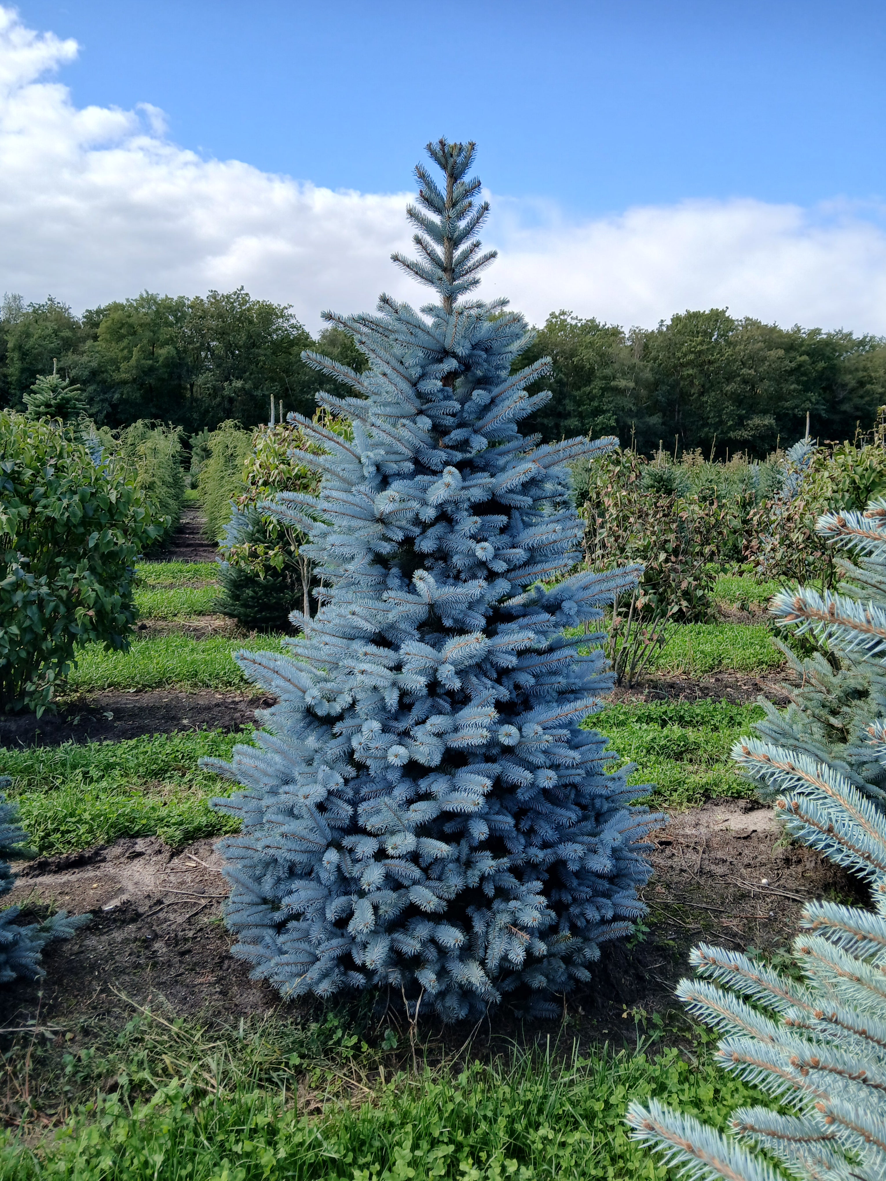 Blauwspar met kluit- Picea pungens 'Super Blue Seedling'