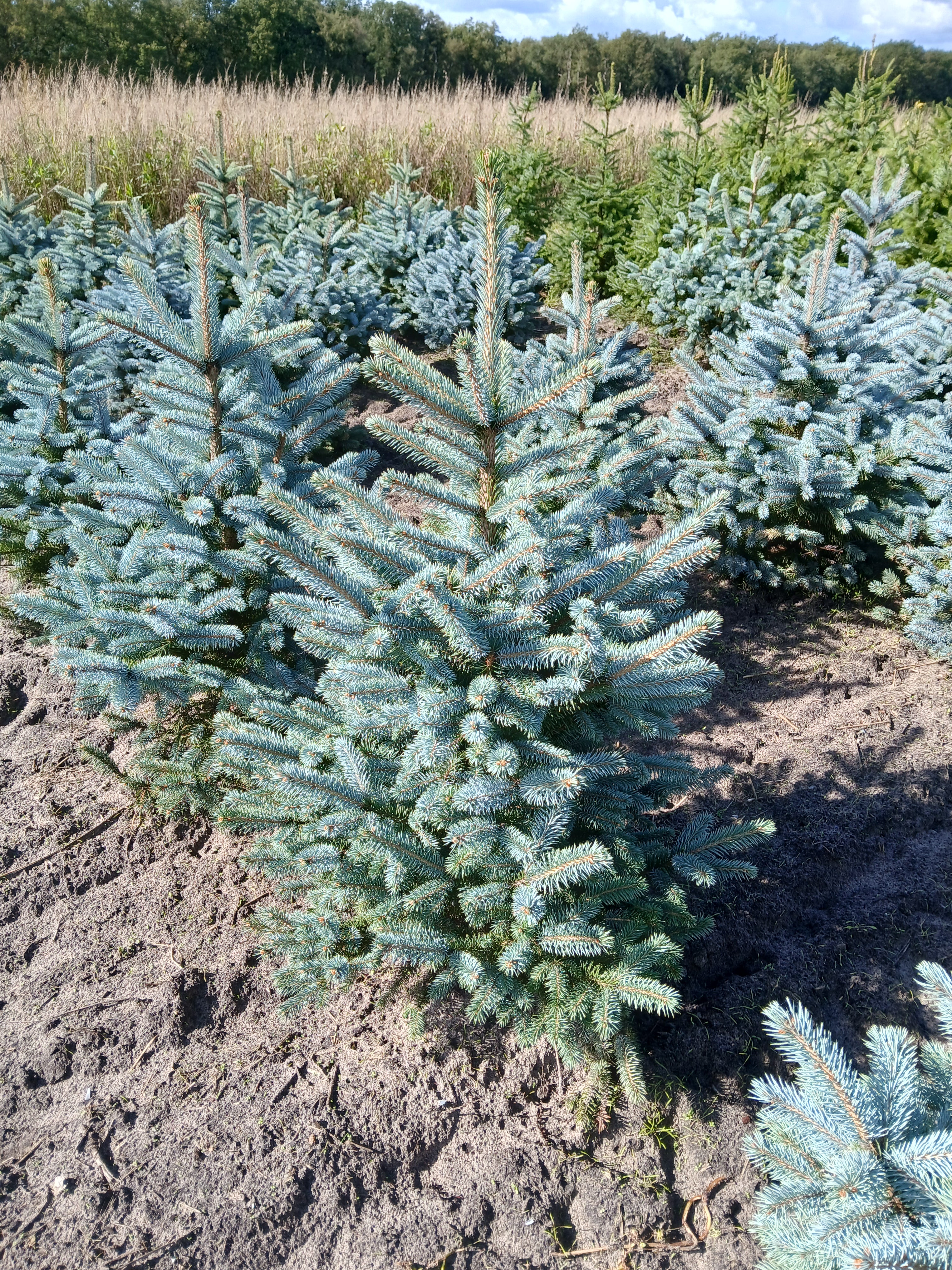 Blauwspar met kluit- Picea pungens 'Super Blue Seedling'