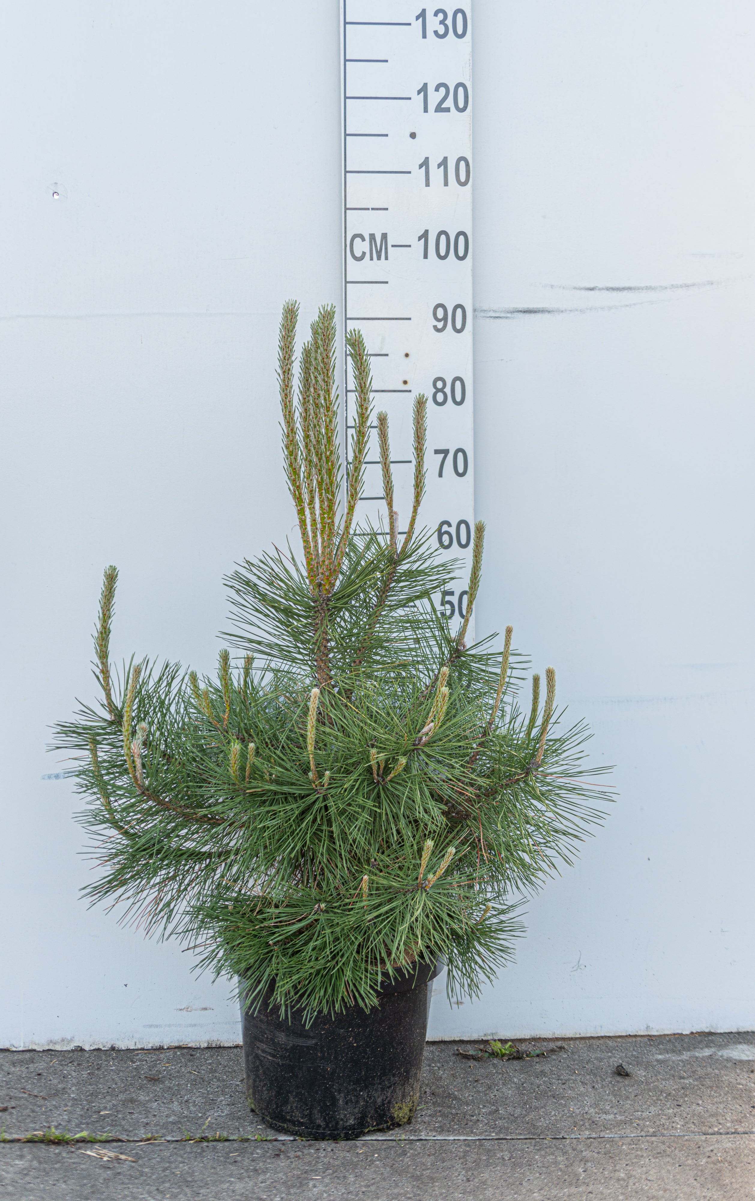 Oostenrijkse den- Pinus nigra nigra