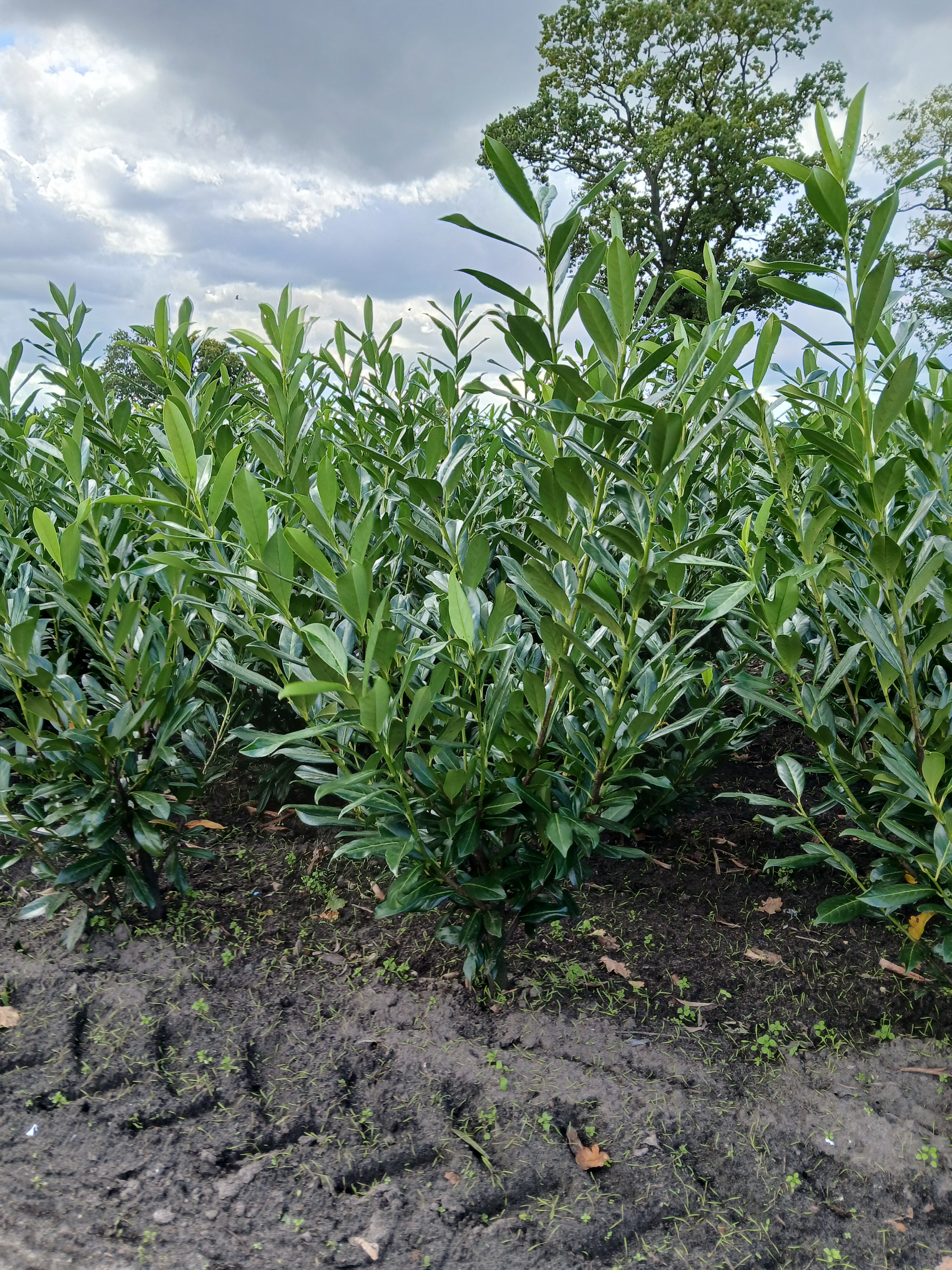 Laurier met kluit- Prunus laurocerasus 'Caucasica'