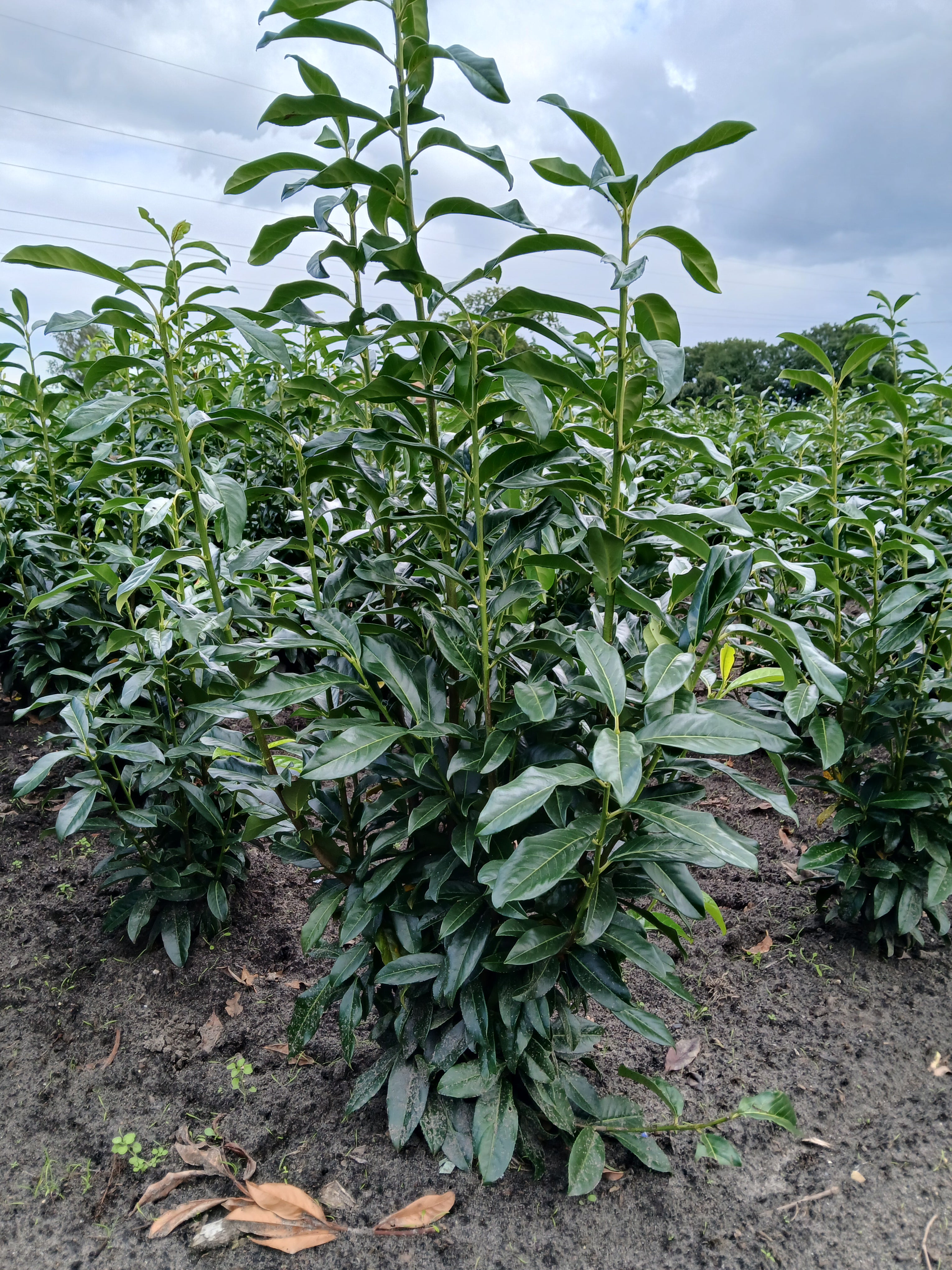Laurier met kluit- Prunus laurocerasus 'Genolia'