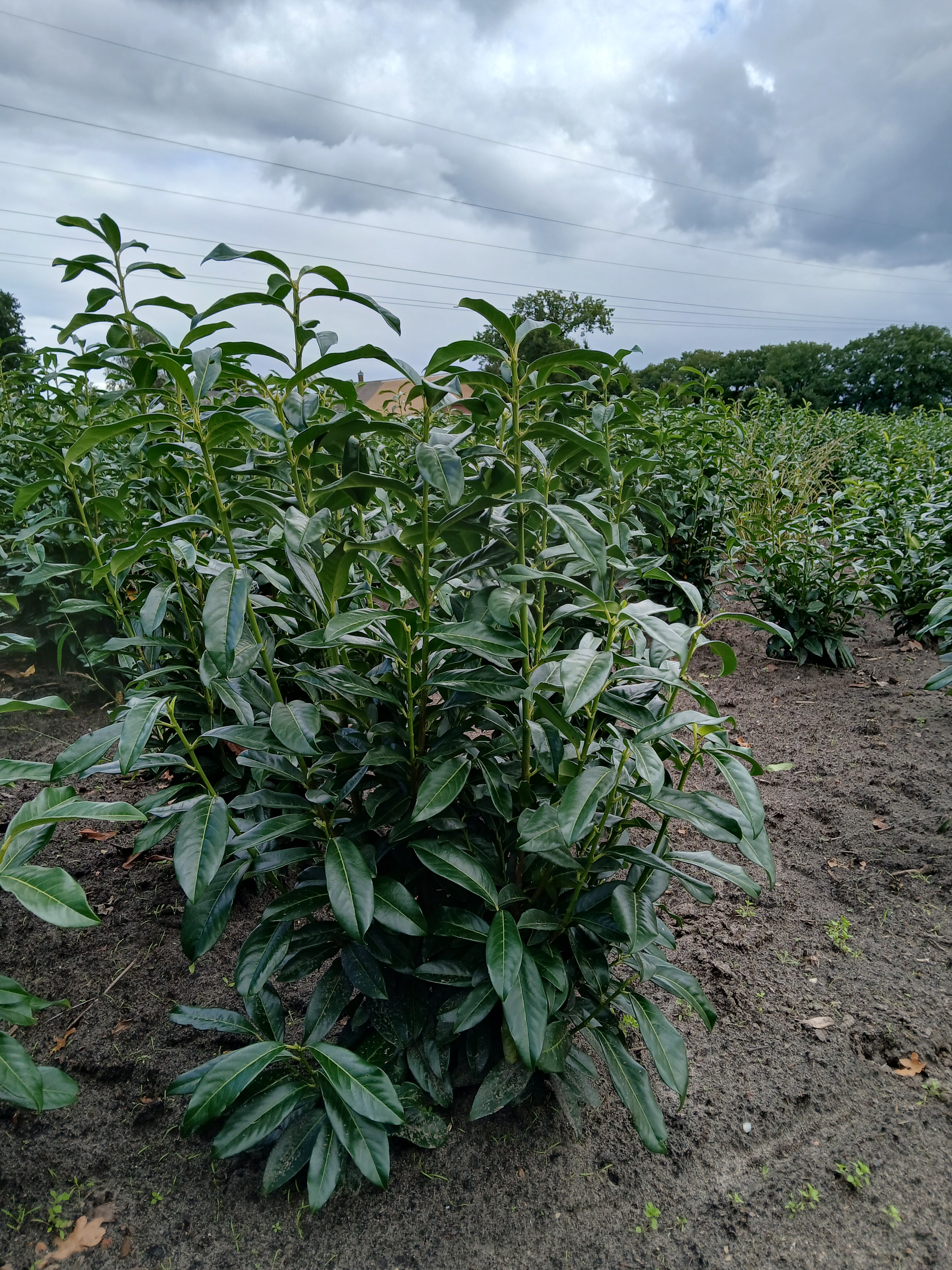 Laurier met kluit- Prunus laurocerasus 'Genolia'
