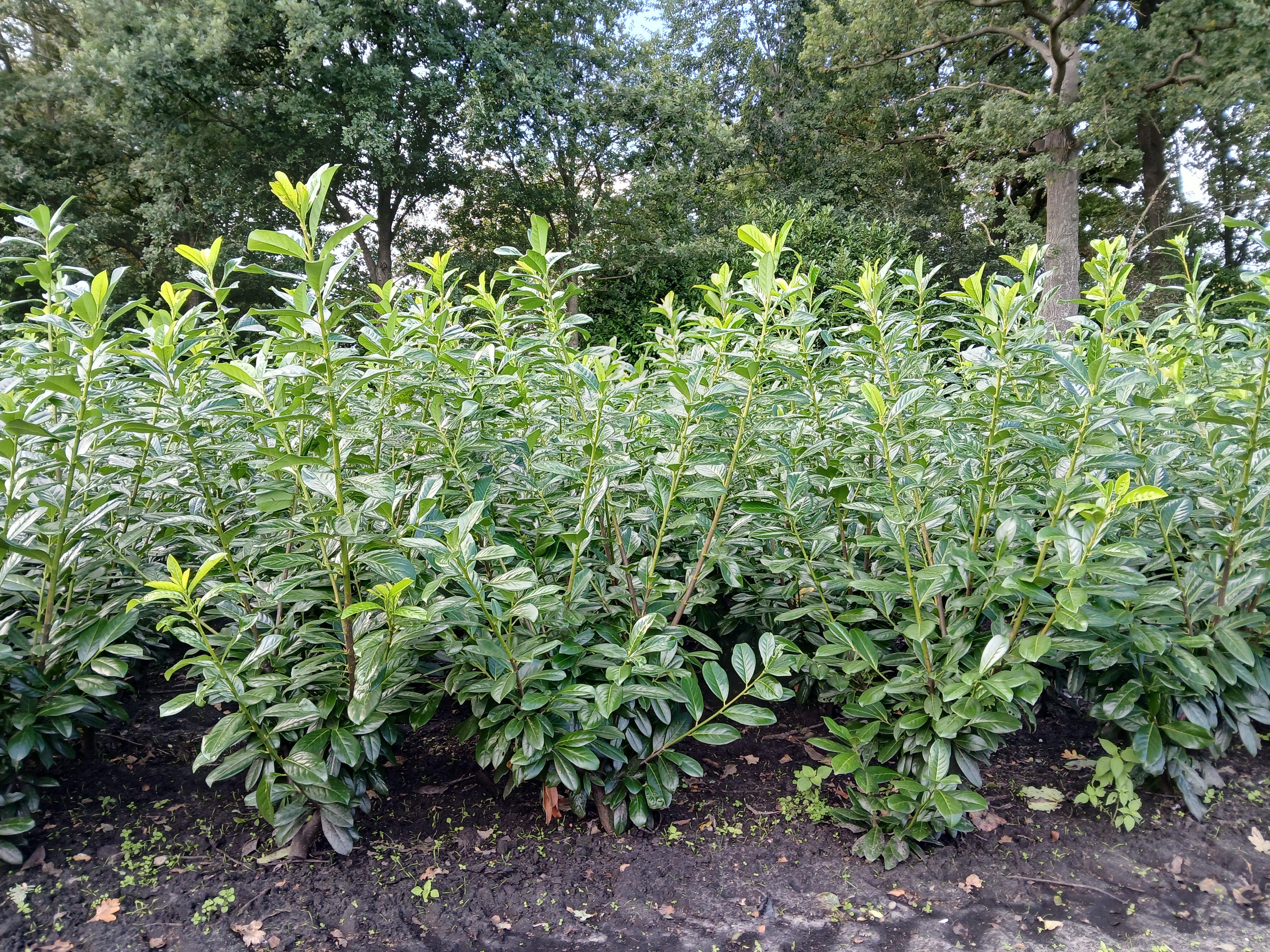 Laurier met kluit- Prunus laurocerasus 'Novita'