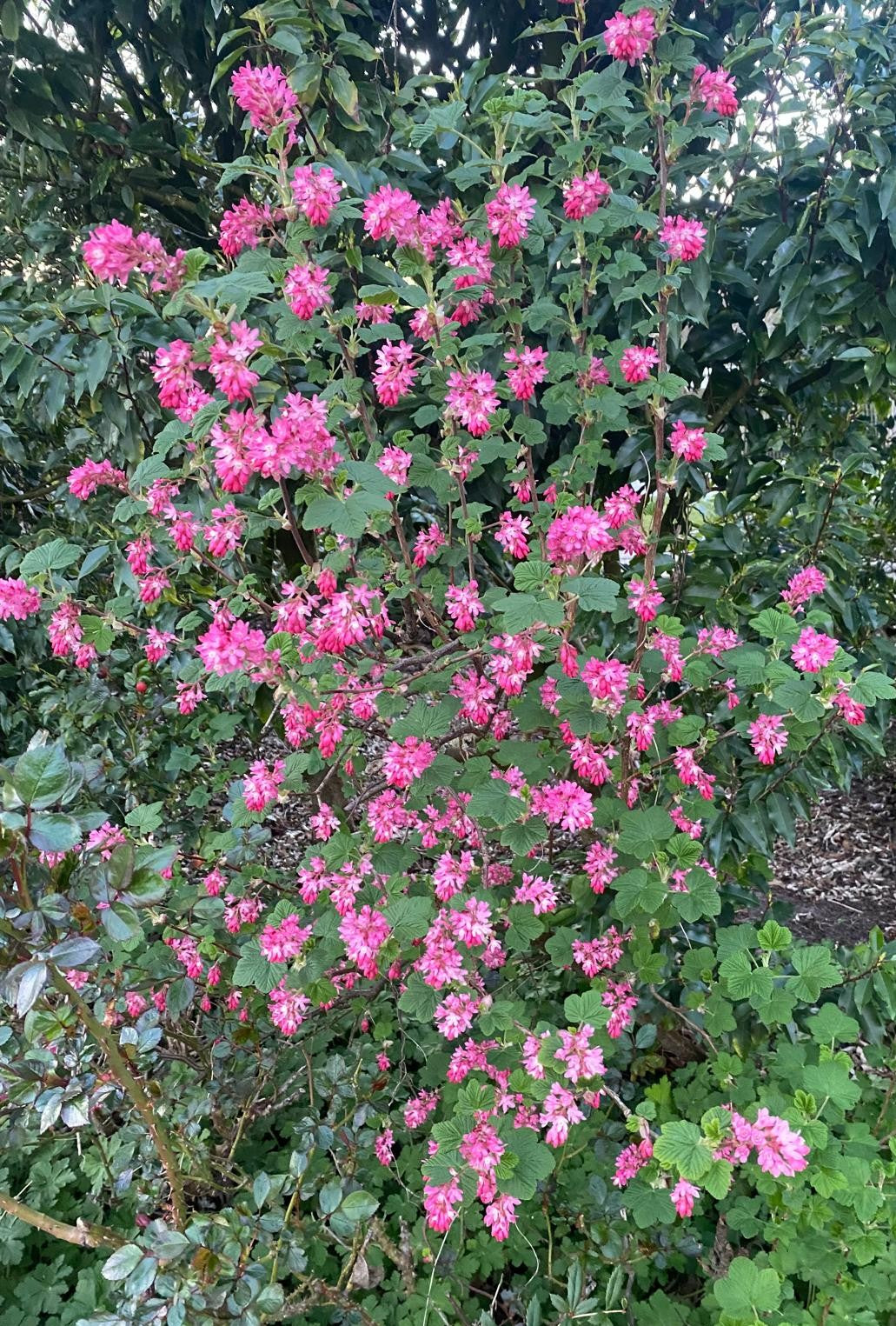 Siertrosbes in pot- Ribes sanguineum 'King Edward VII'