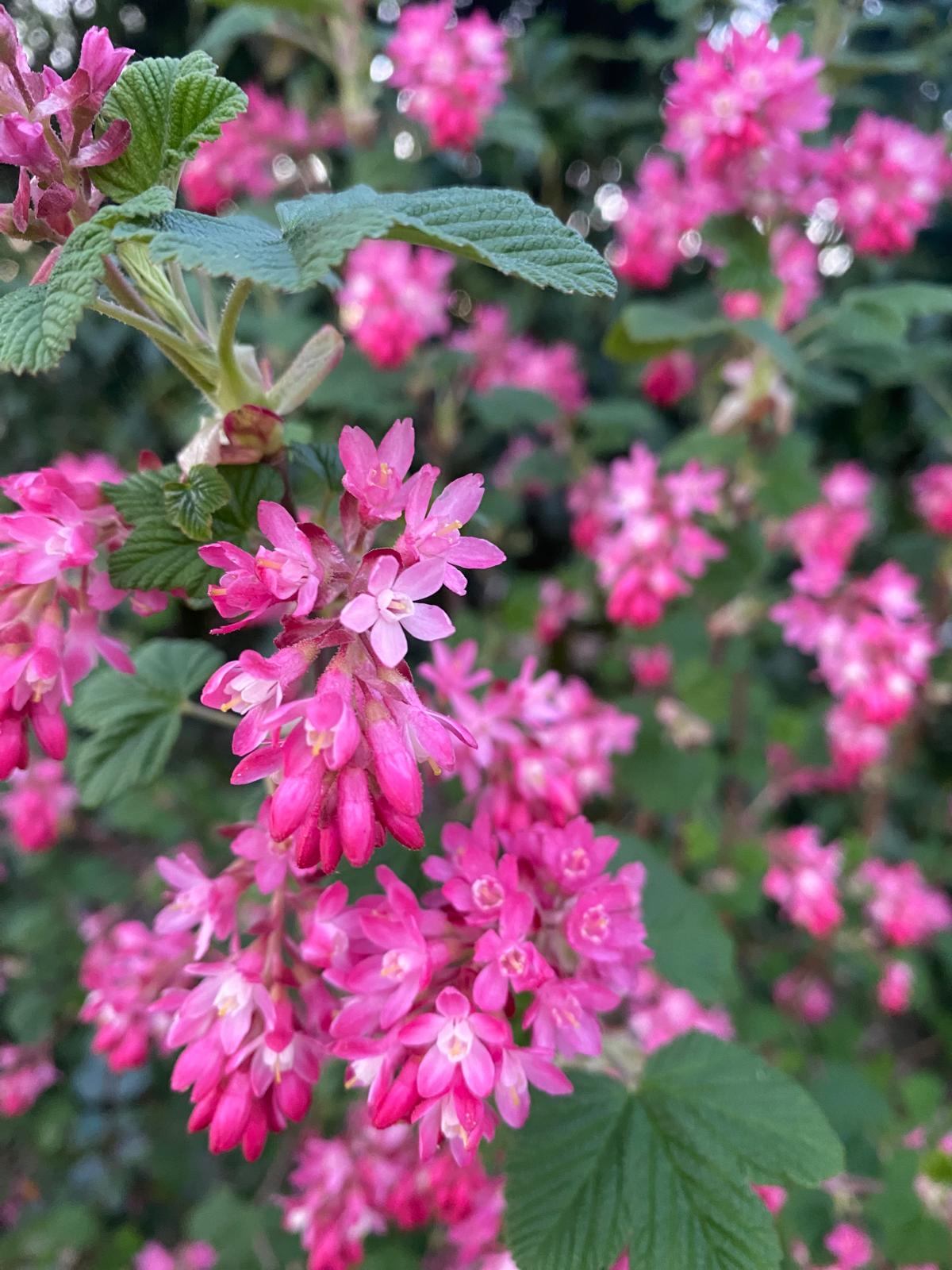 Siertrosbes- Ribes sanguineum 'King Edward VII'