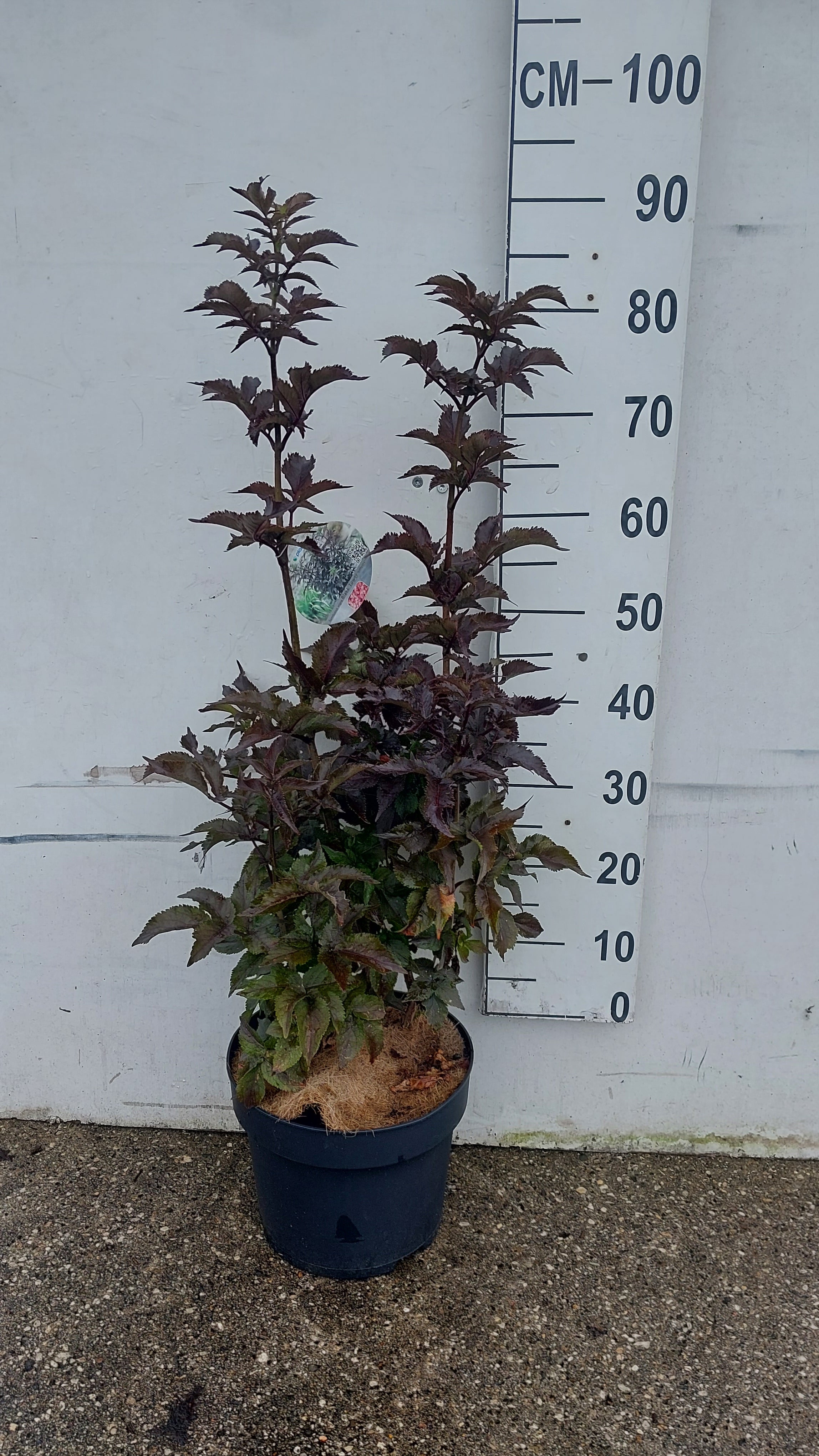 Zwarte vlier- Sambucus nigra 'Black Tower'