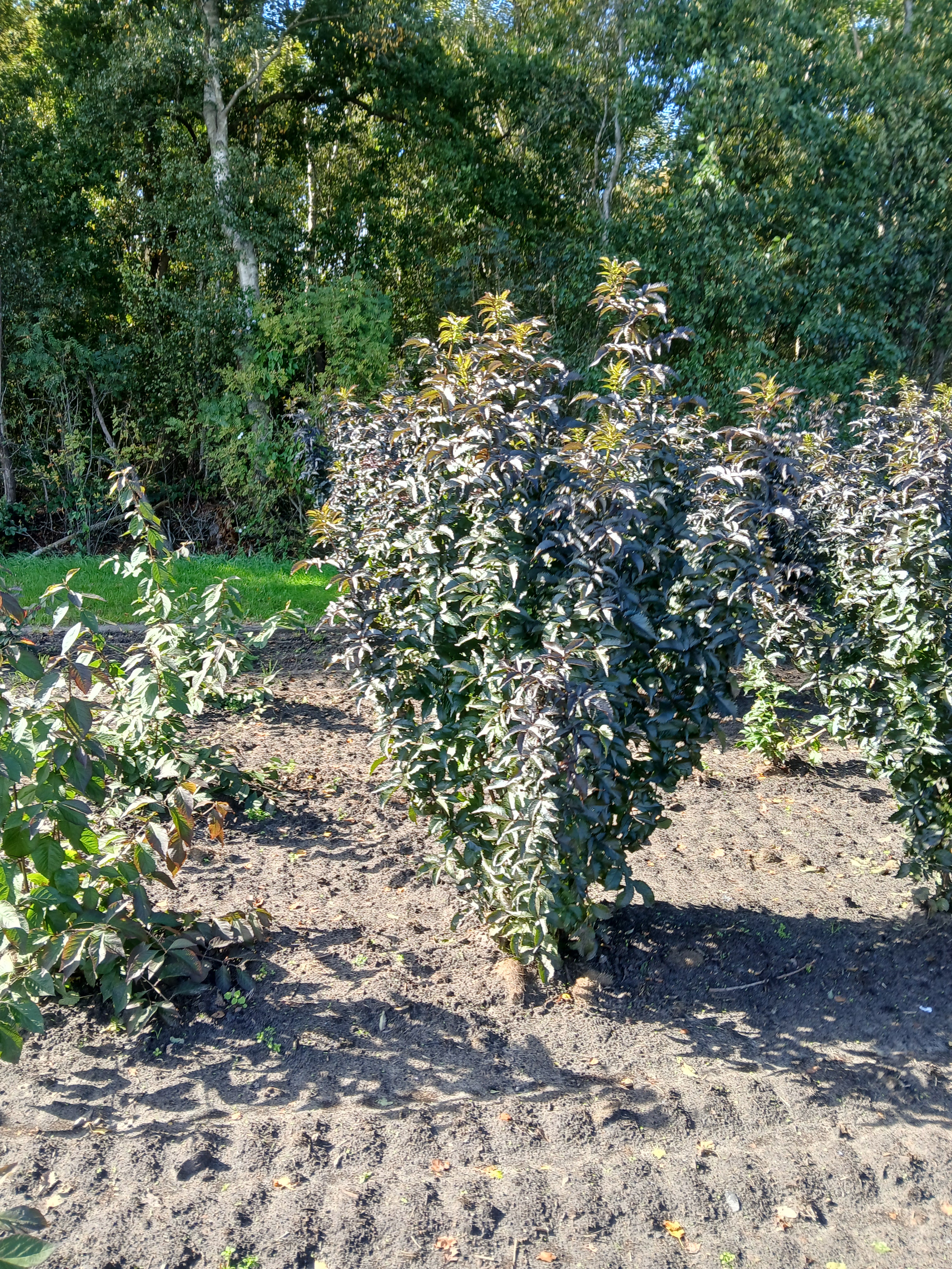 Zwarte vlier met kluit- Sambucus nigra 'Black Tower'