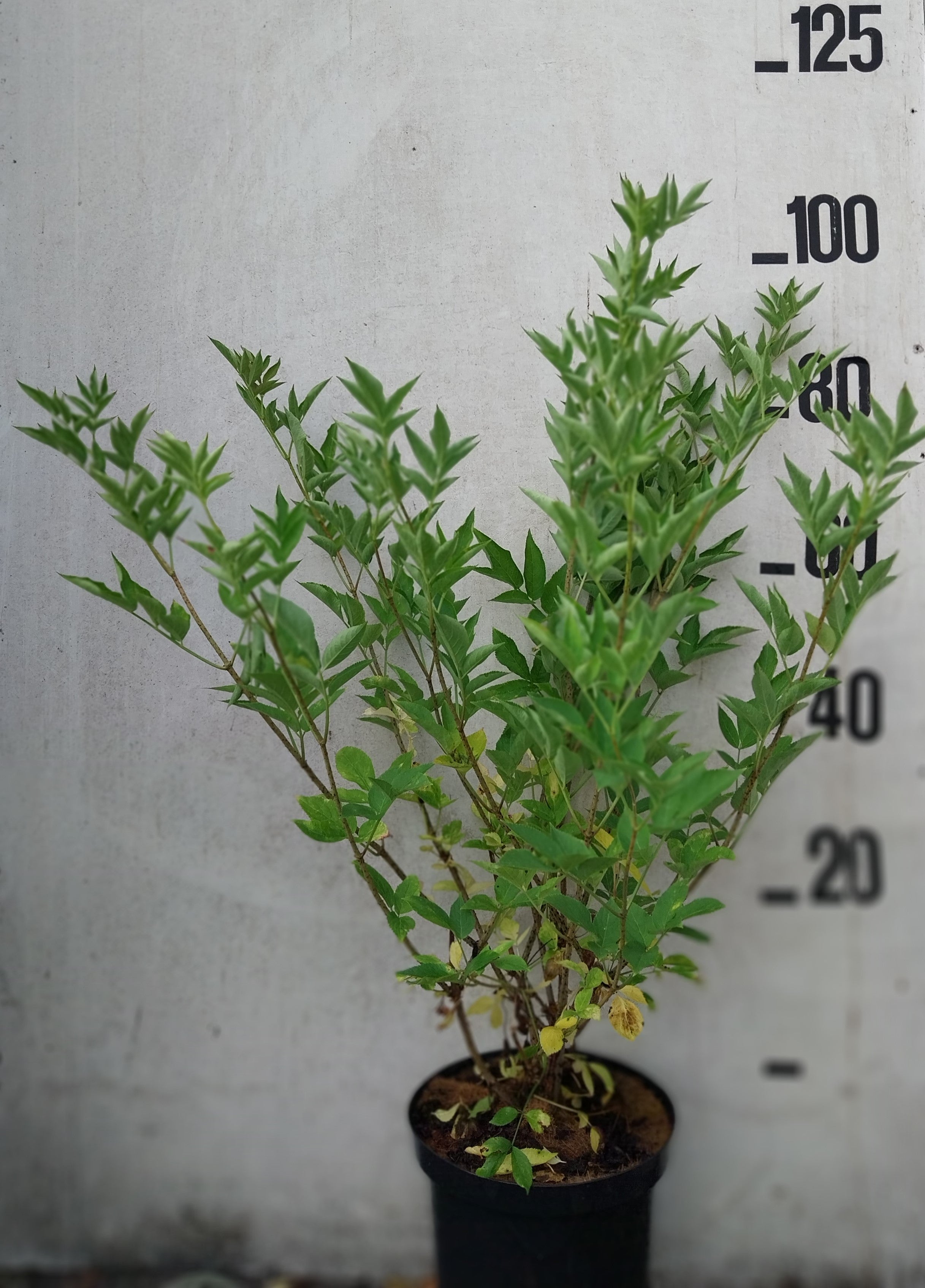 Gewone vlier- Sambucus nigra