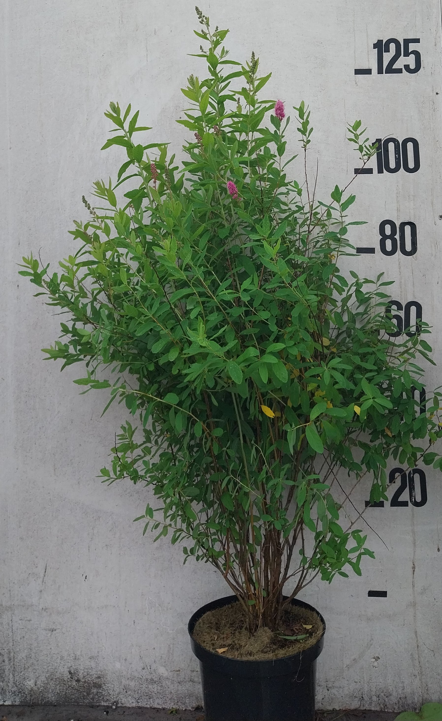 Spierstruik- Spiraea billardii