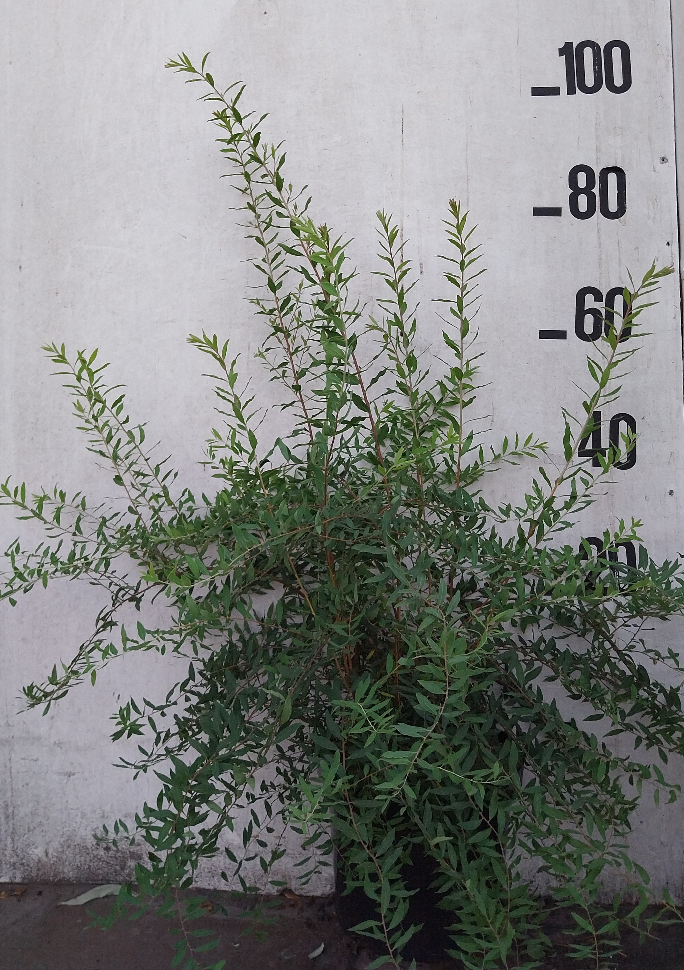 Spierstruik- Spiraea cinerea 'Grefsheim'
