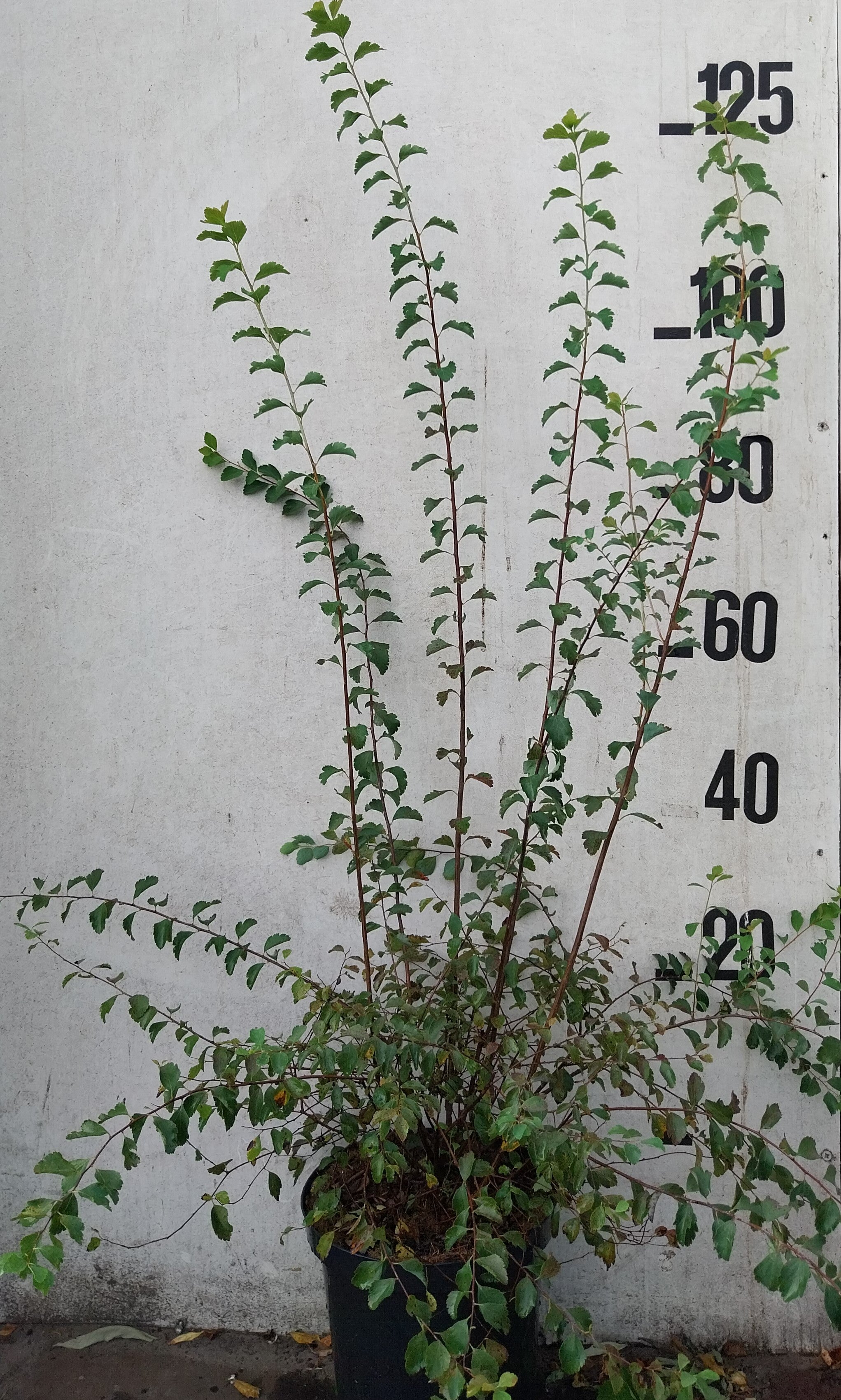 Spierstruik- Spiraea vanhouttei
