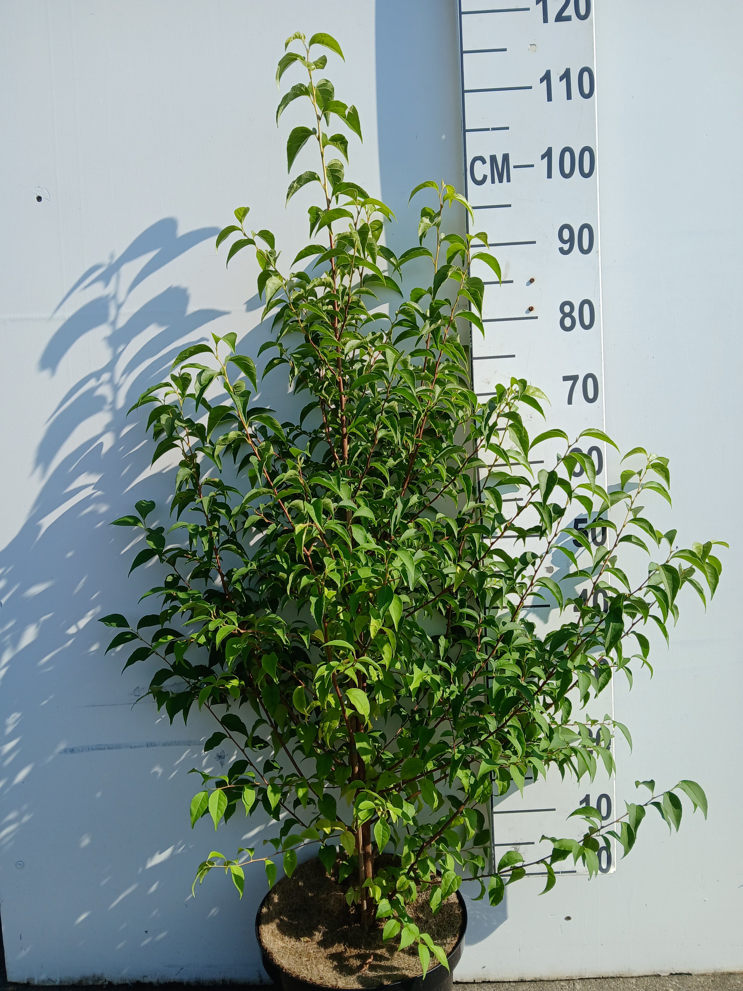 Japanse sneeuwboom- Styrax japonicus
