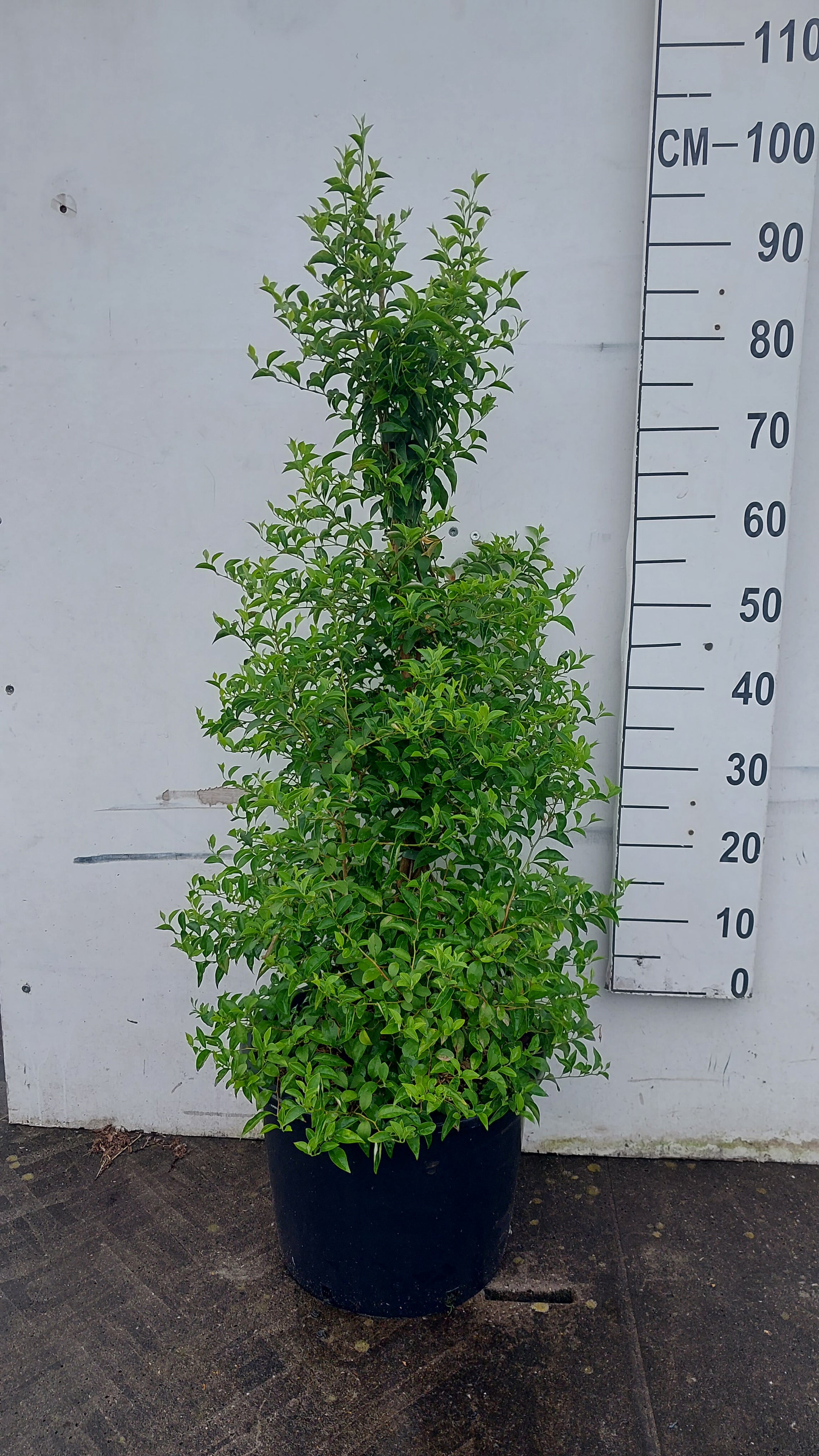 Japanse sneeuwboom- Styrax japonicus