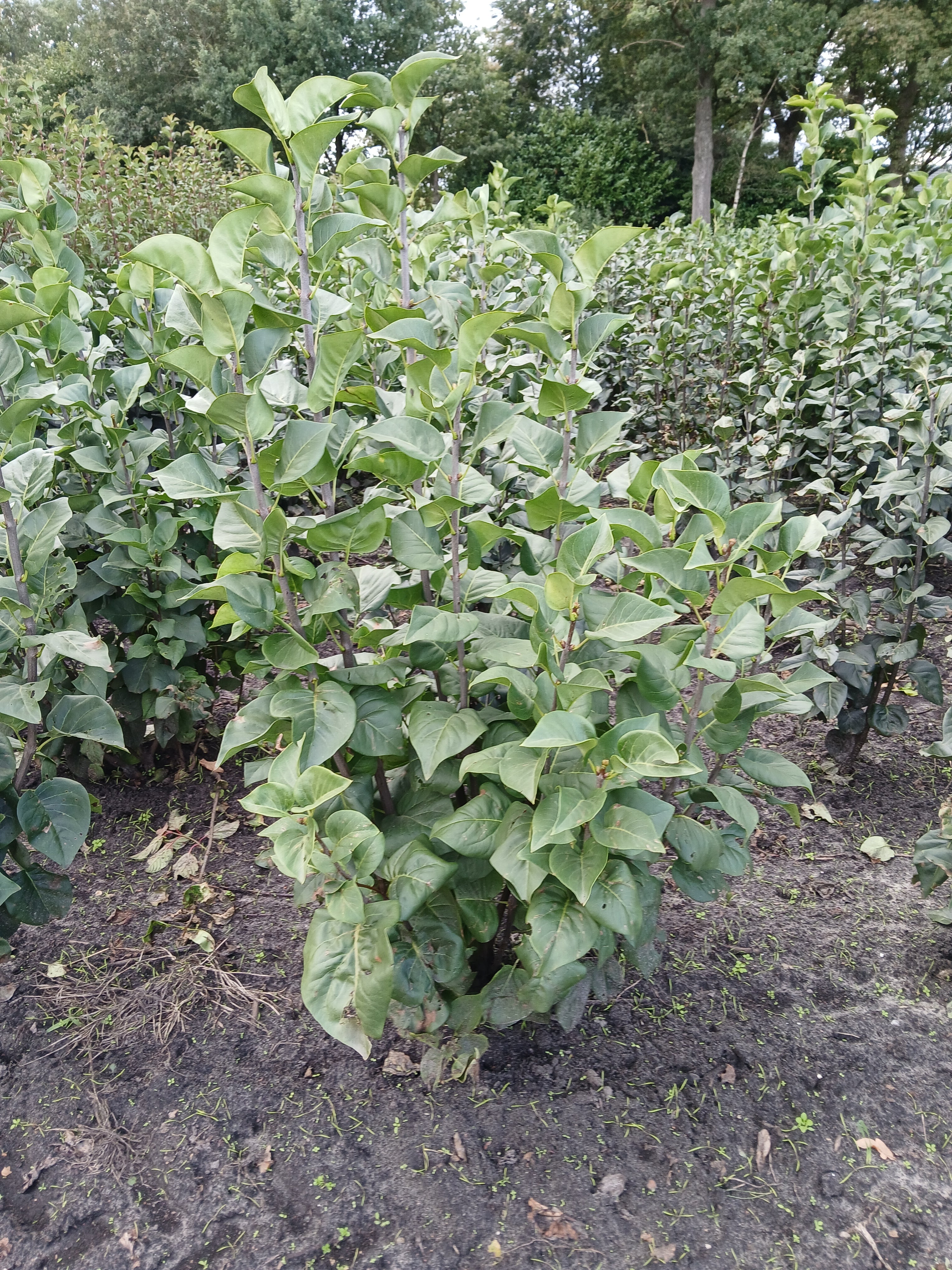 Sering met kluit- Syringa vulgaris 'Belle de Nancy'