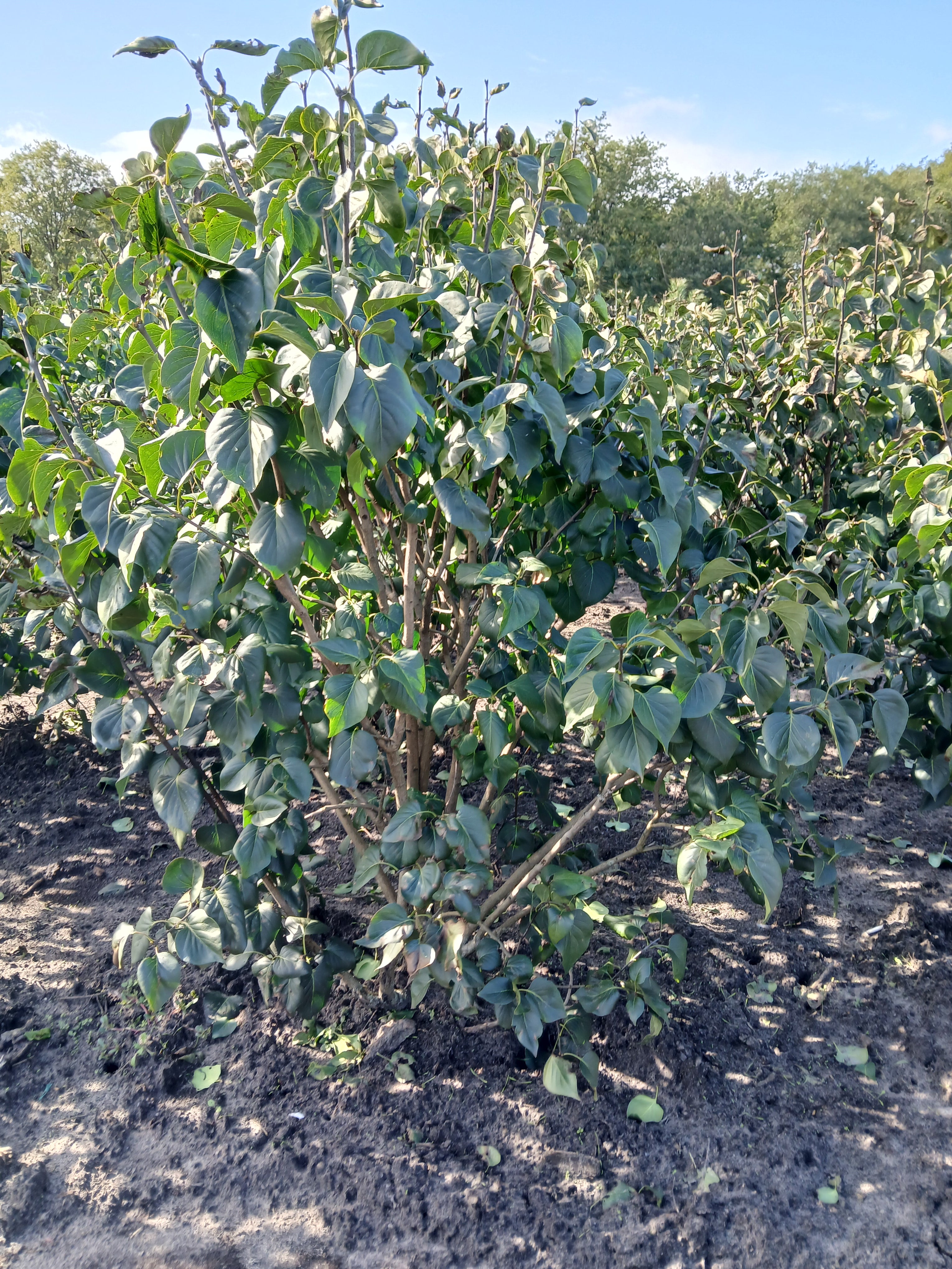 Tweekleurige sering met kluit- Syringa vulgaris 'Sensation'