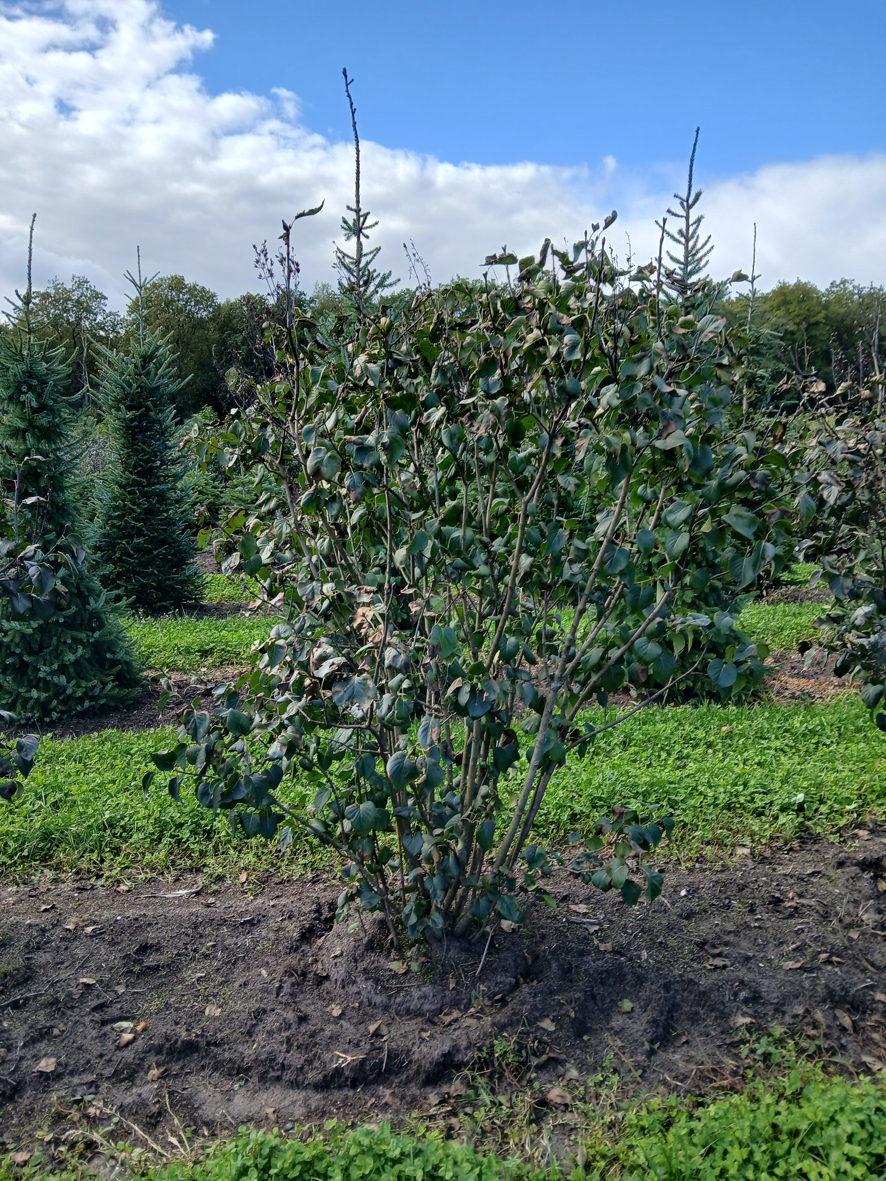 Tweekleurige sering met kluit- Syringa vulgaris 'Sensation'