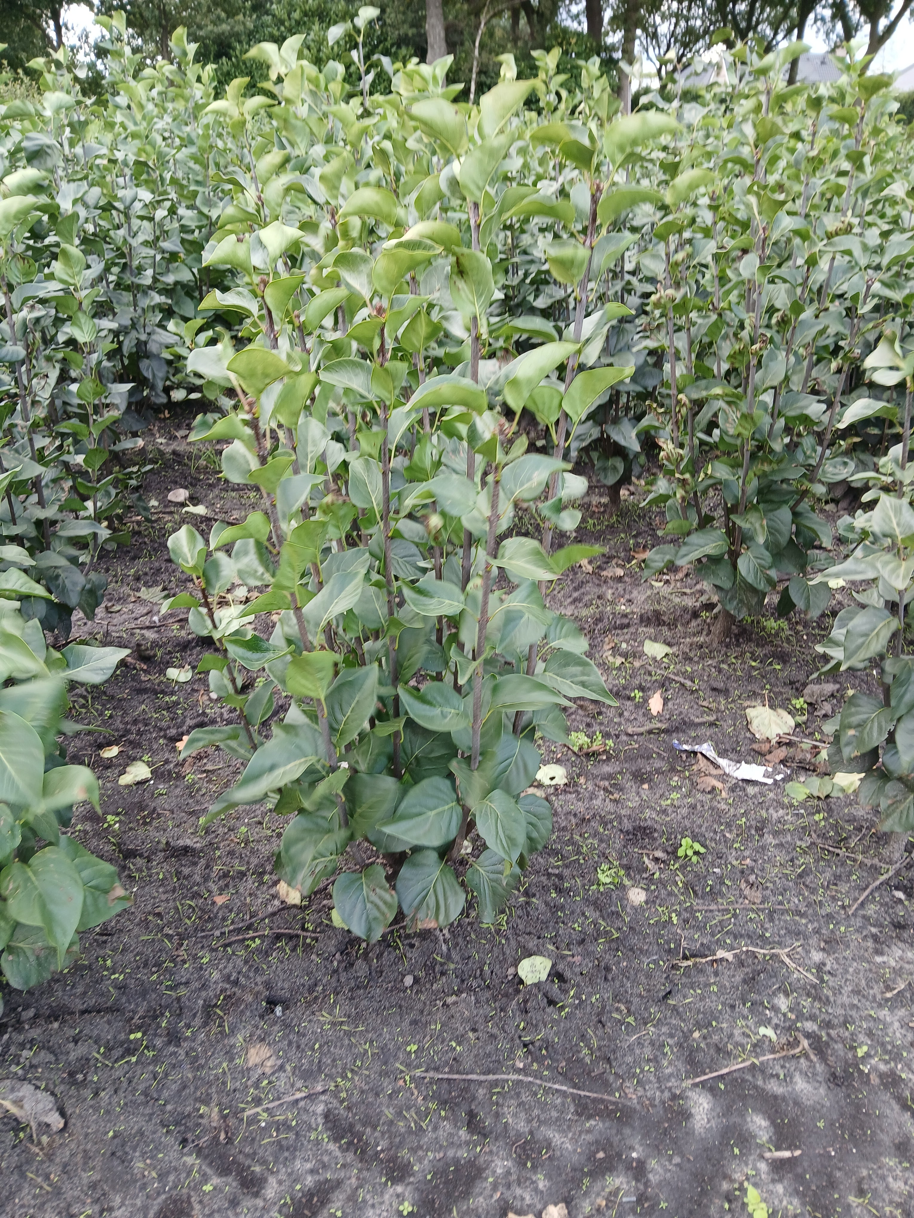 Sering 'Andenken an Ludwig Späth' met kluit- Syringa vulgaris 'Andenken an Ludwig Späth'