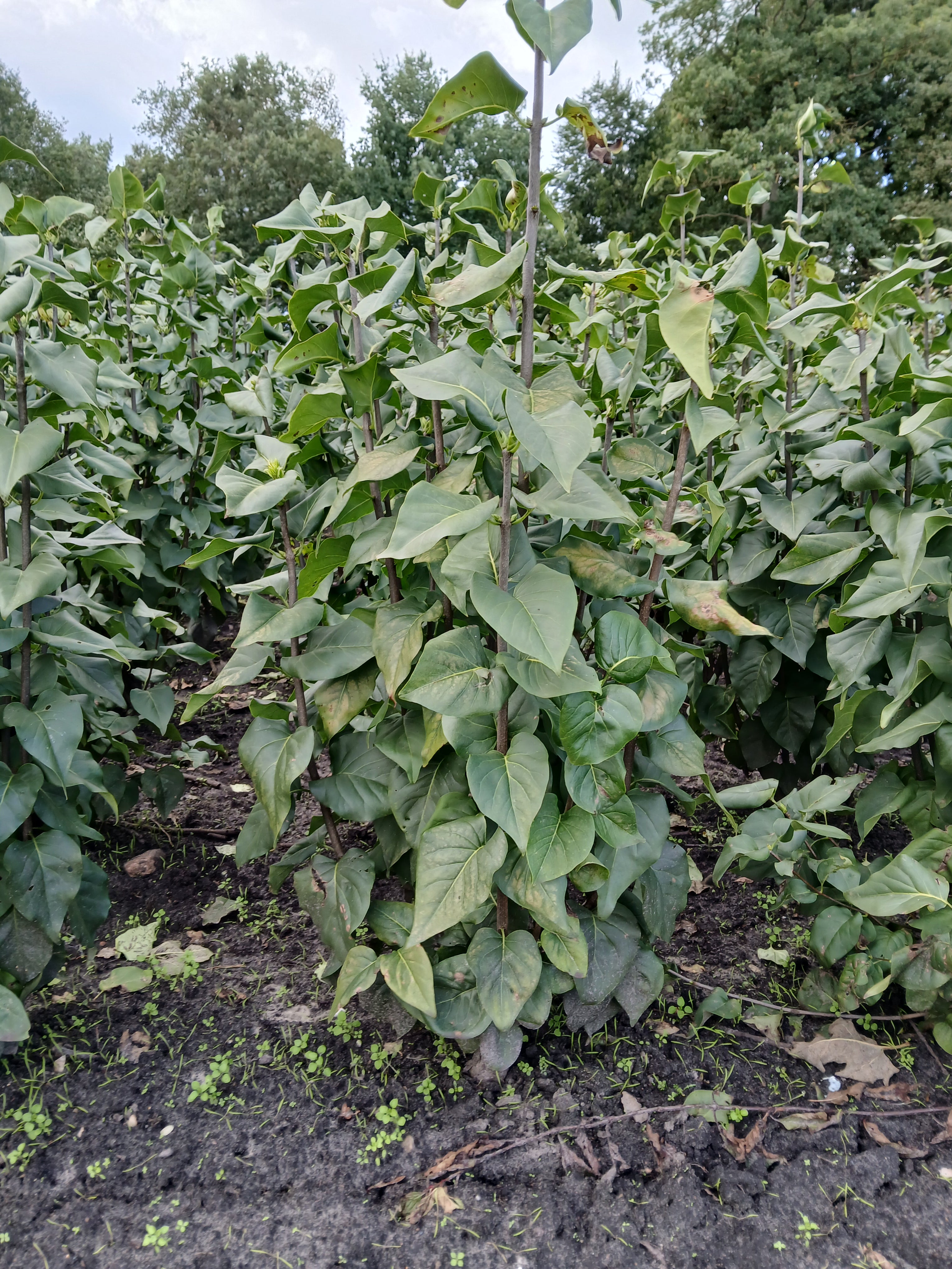 Witte sering met kluit- Syringa vulgaris 'Mme Lemoine'