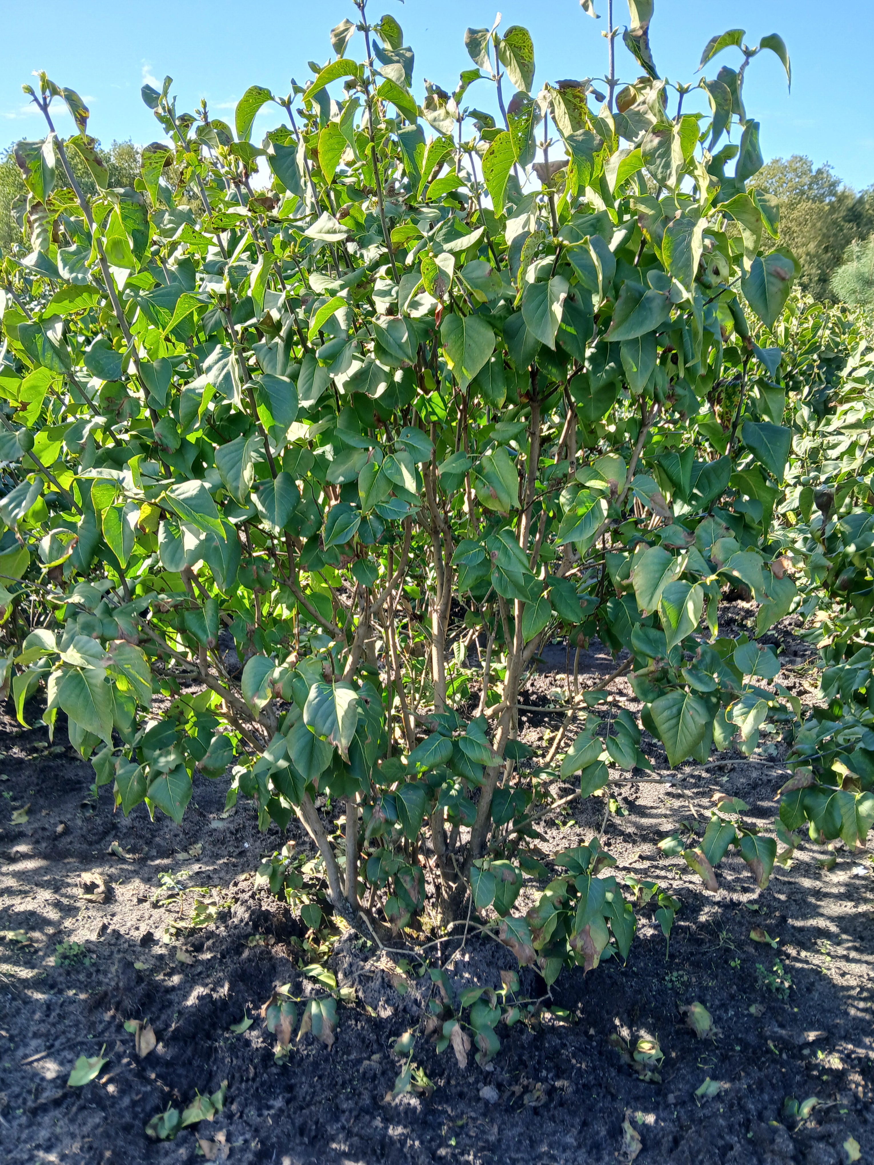 Witte sering met kluit- Syringa vulgaris 'Mme Lemoine'