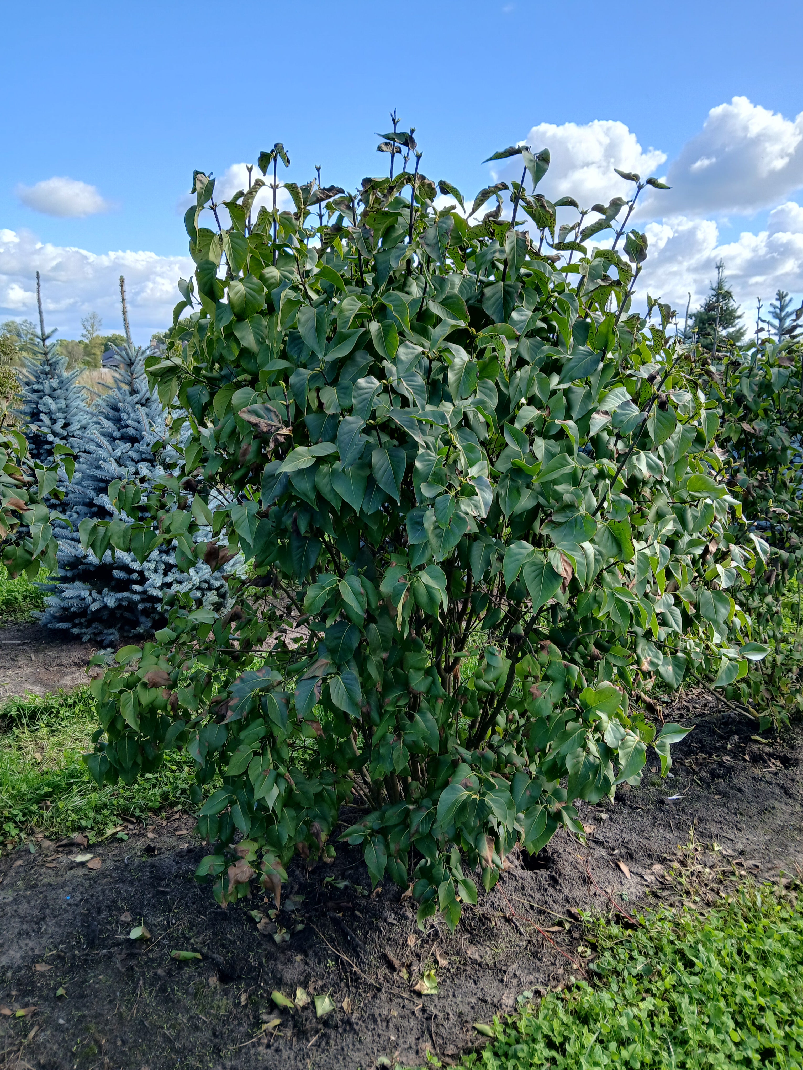 Witte sering met kluit- Syringa vulgaris 'Mme Lemoine'