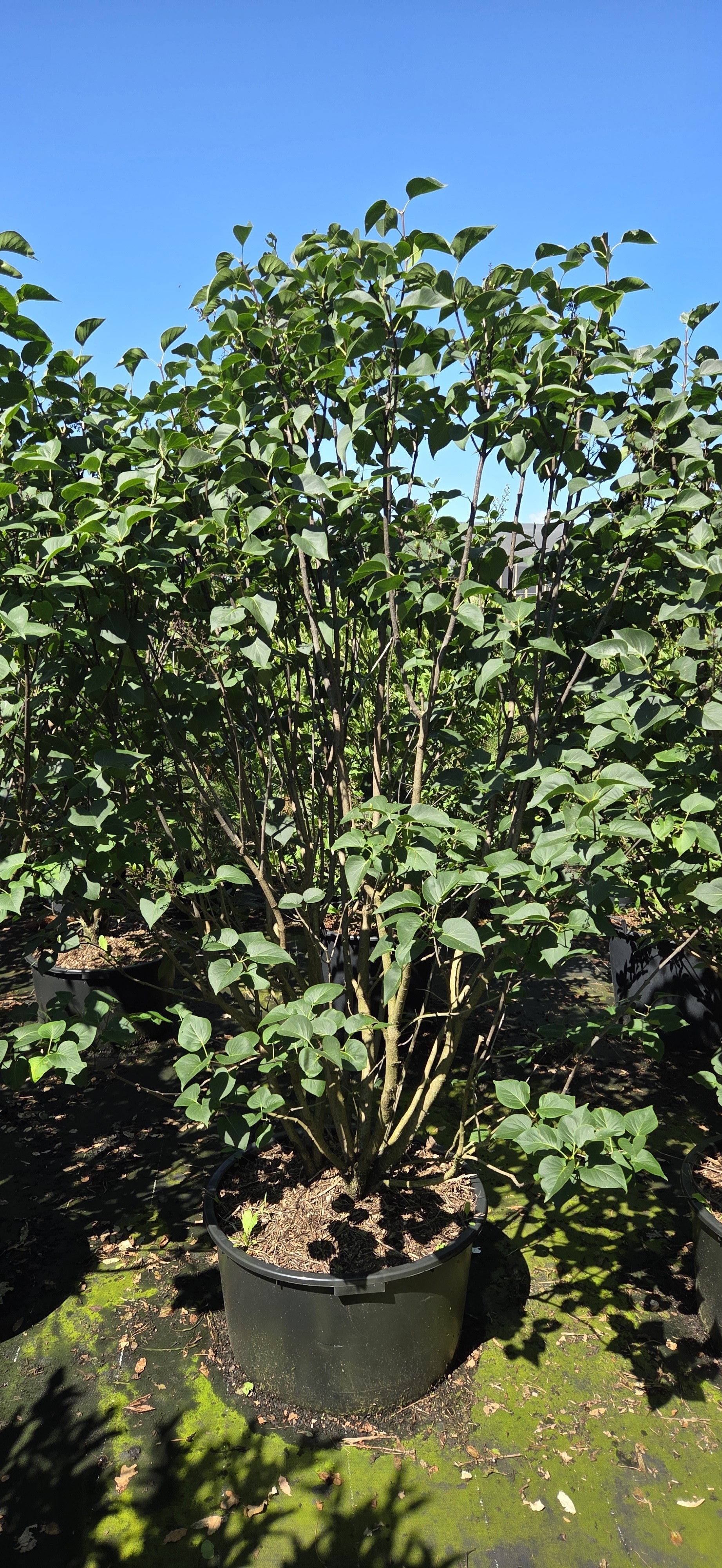Tweekleurige sering in pot- Syringa vulgaris 'Sensation'