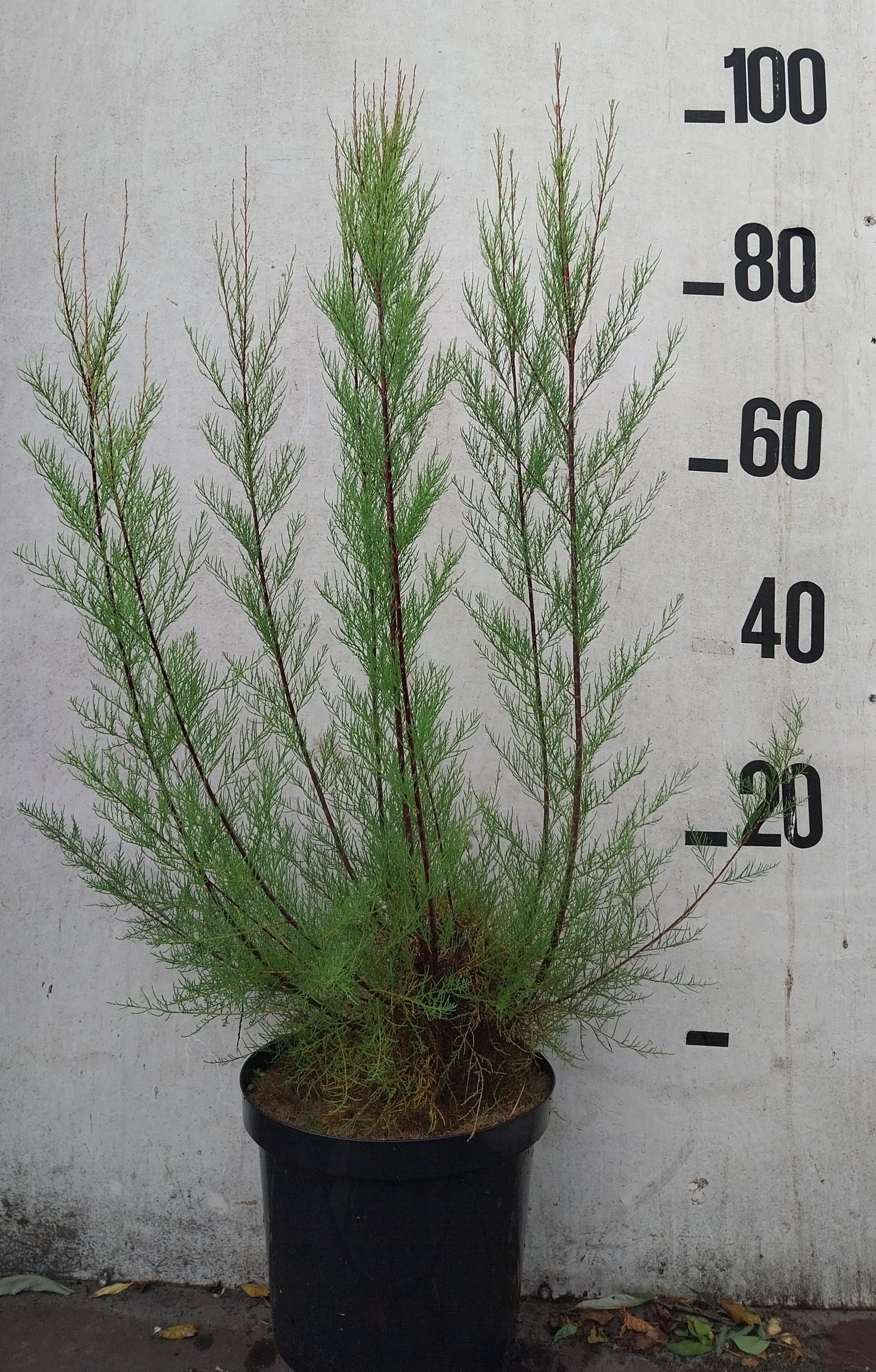 Tamarisk- Tamarix tetrandra