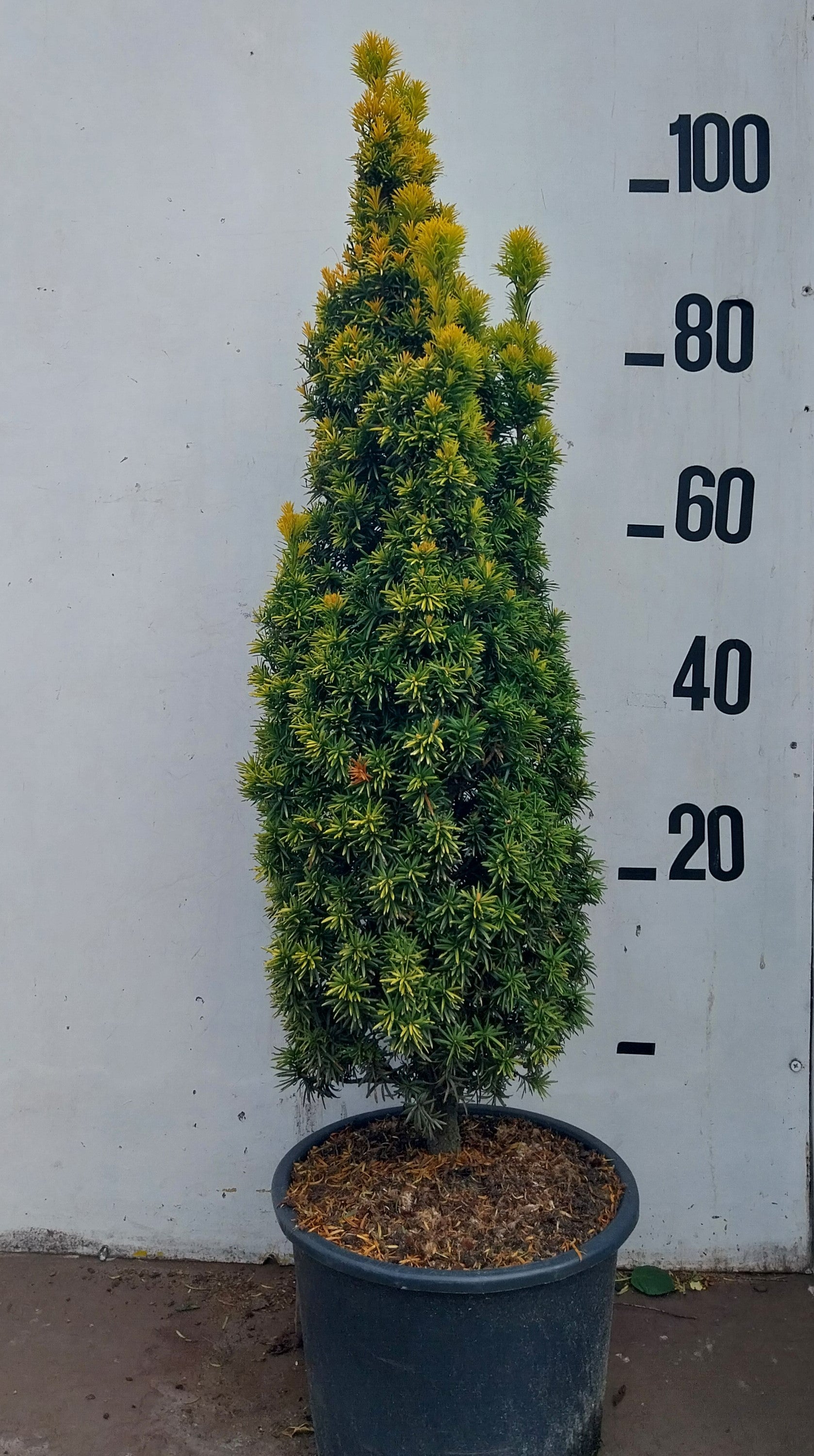 Goudgele zuilvormige taxus- Taxus baccata 'Standishii'
