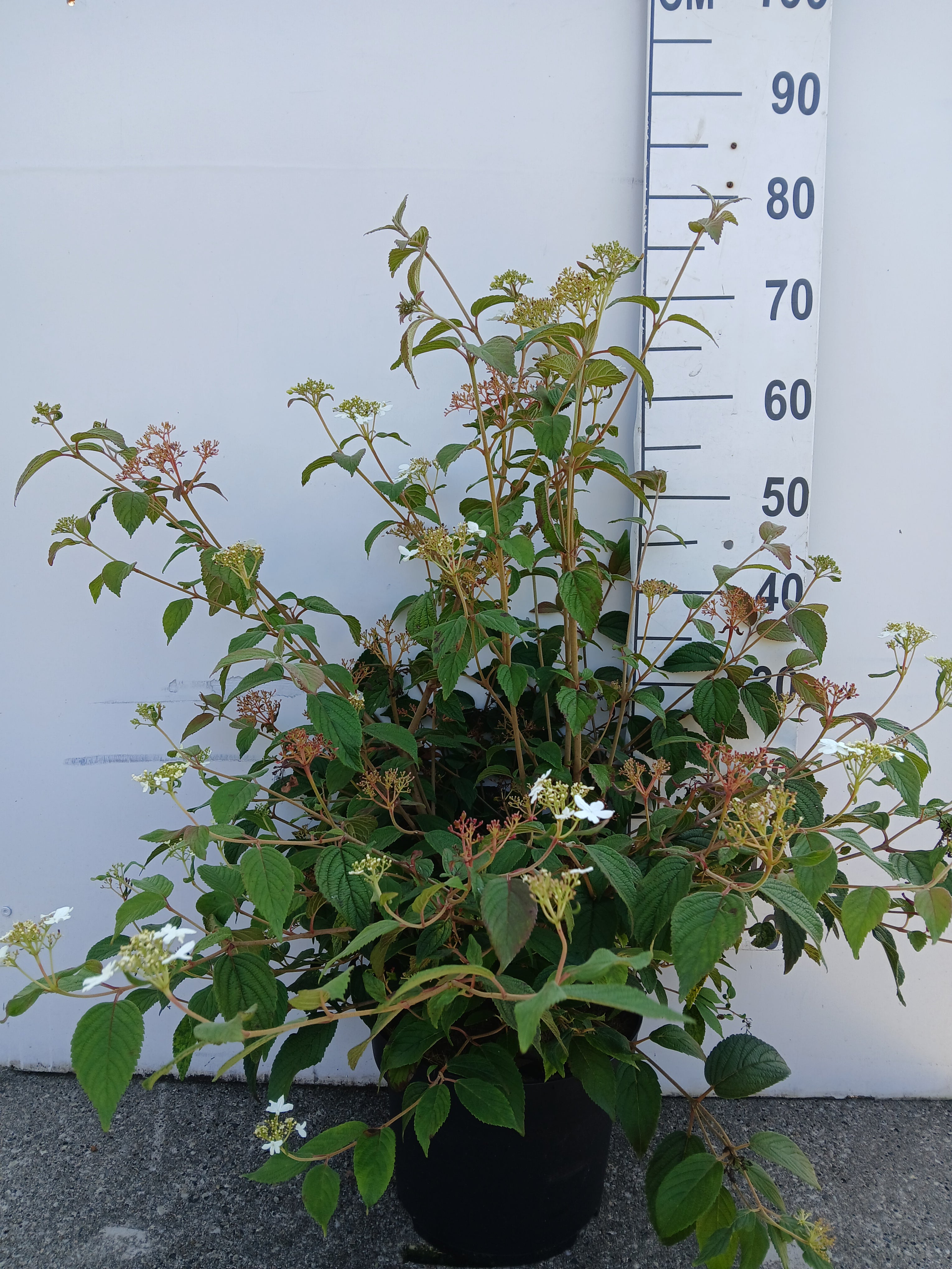 Sneeuwbal in pot- Viburnum plicatum 'Summer Snowflake'