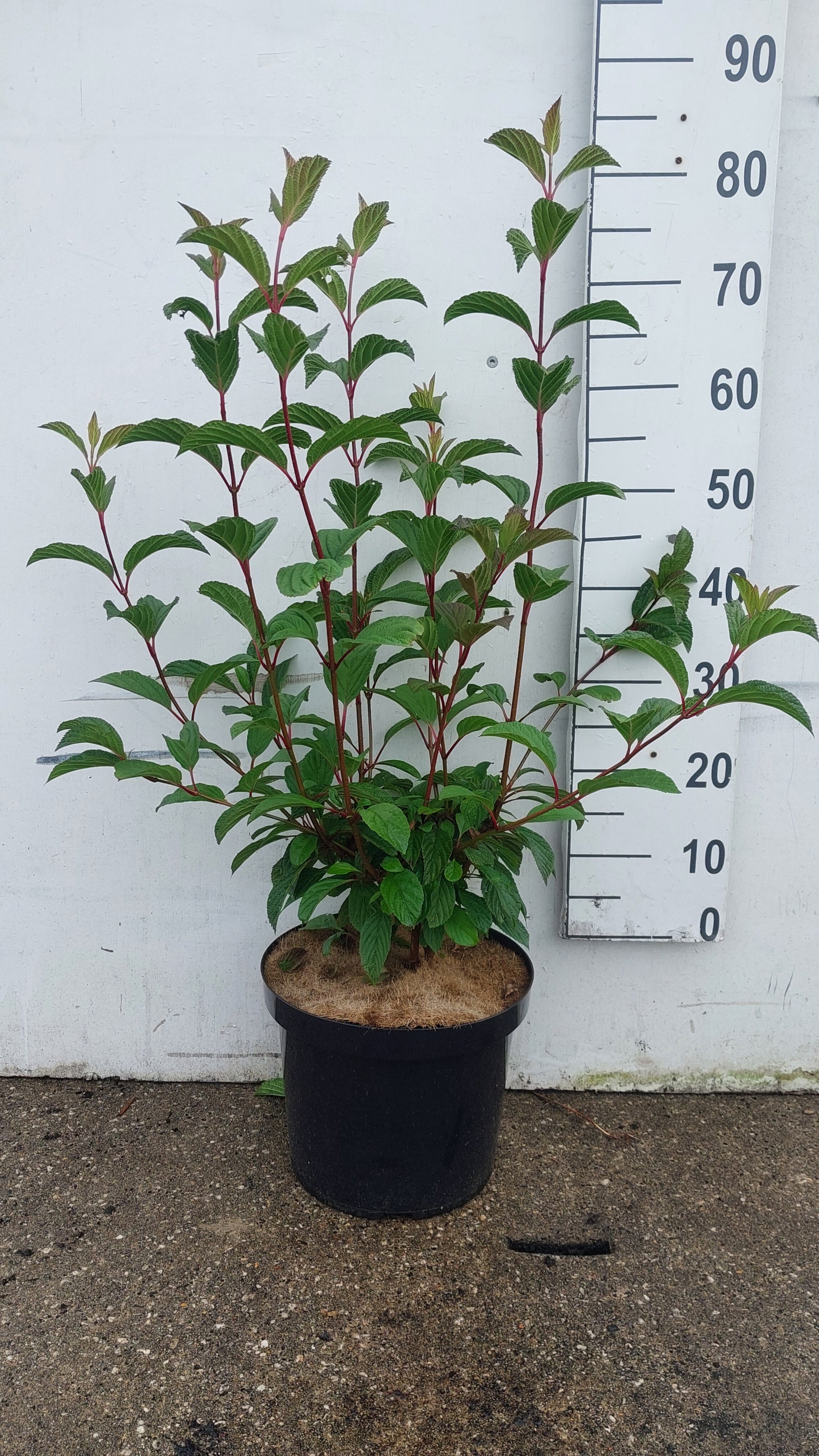 Sneeuwbal in pot- Viburnum bodnantense 'Dawn'
