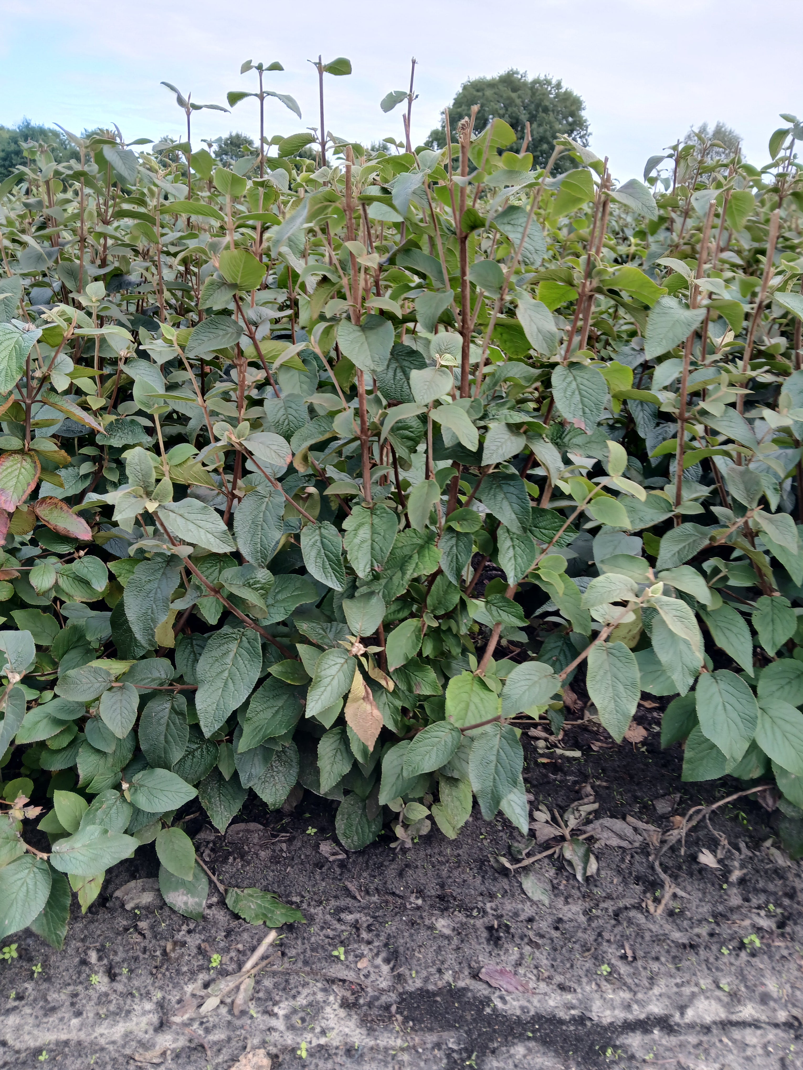 Wollige sneeuwbal met kluit- Viburnum lantana