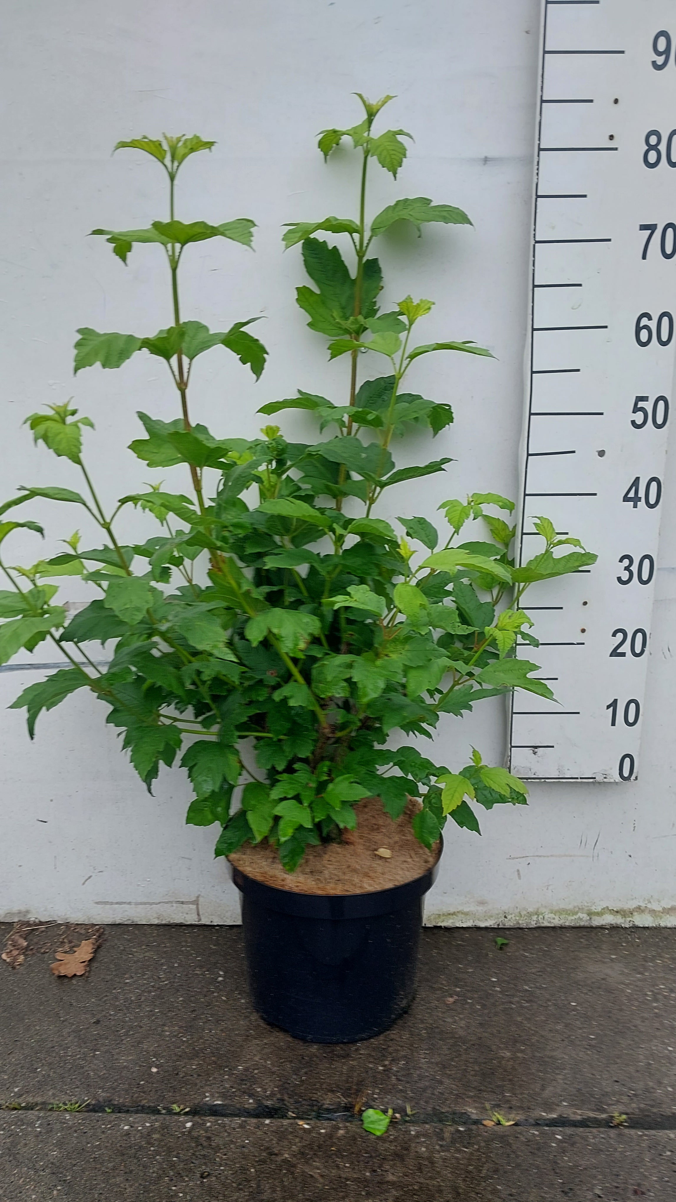 Gelderse roos in pot- Viburnum opulus 'Roseum'