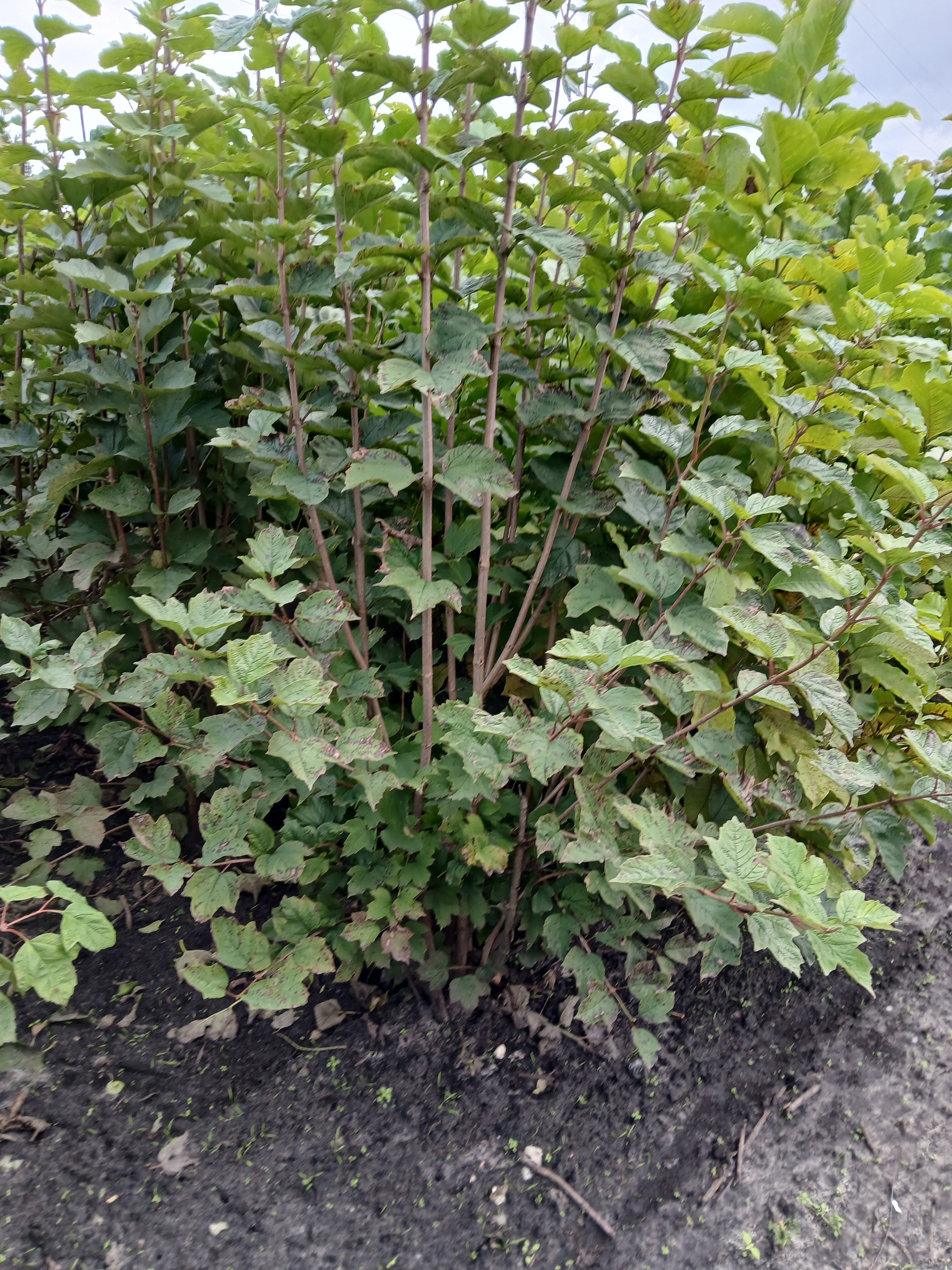 Gelderse roos met kluit- Viburnum opulus