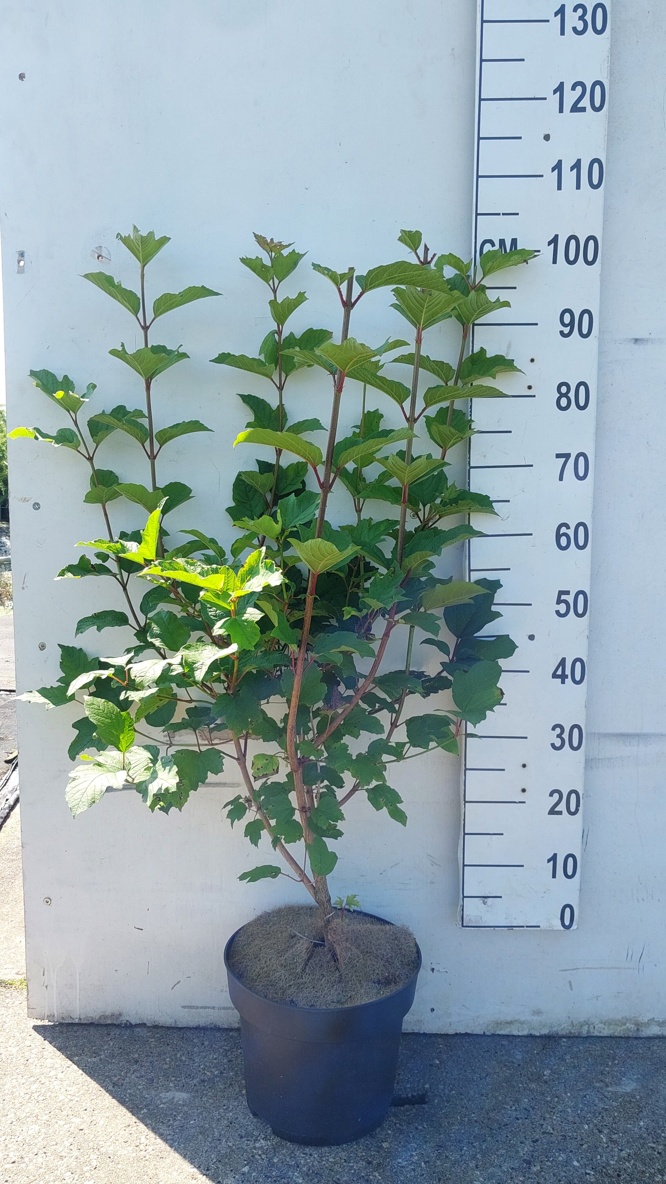 Gelderse roos in pot- Viburnum opulus