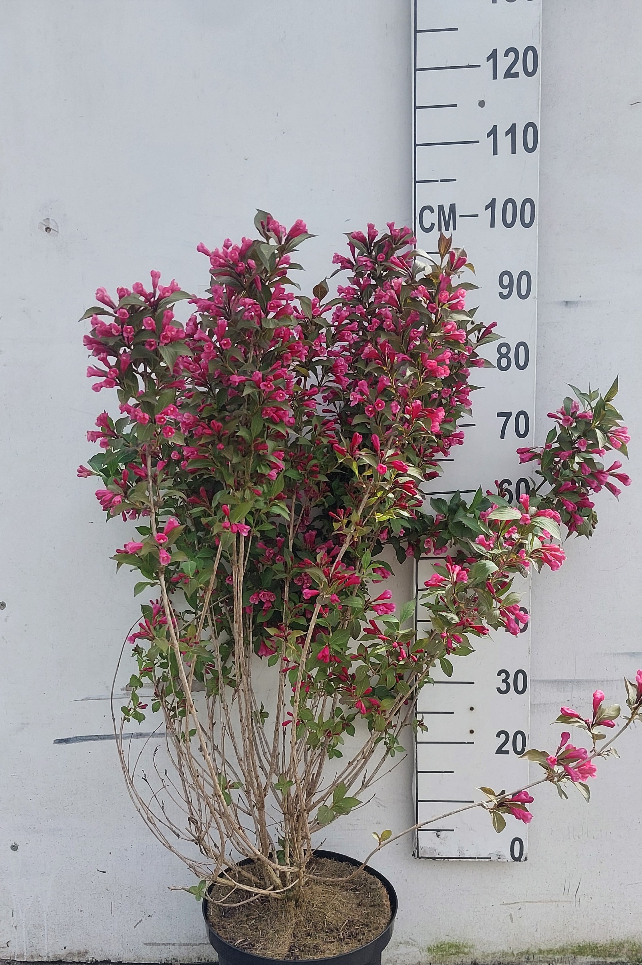 Weigela- Weigela florida 'Nana Purpurea'